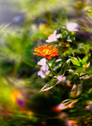 A close up of a flower in a field
