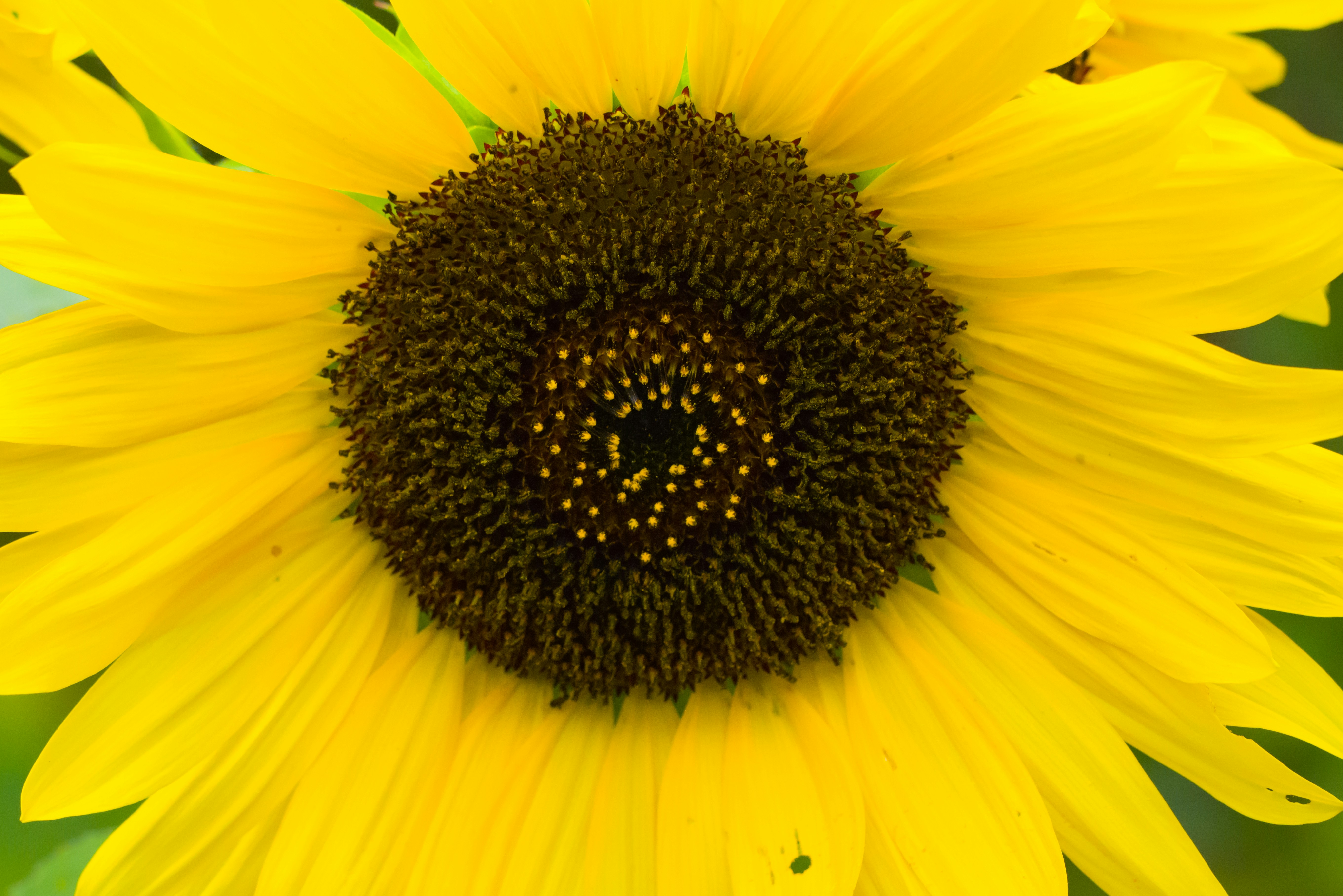 Photo by georgeiermann