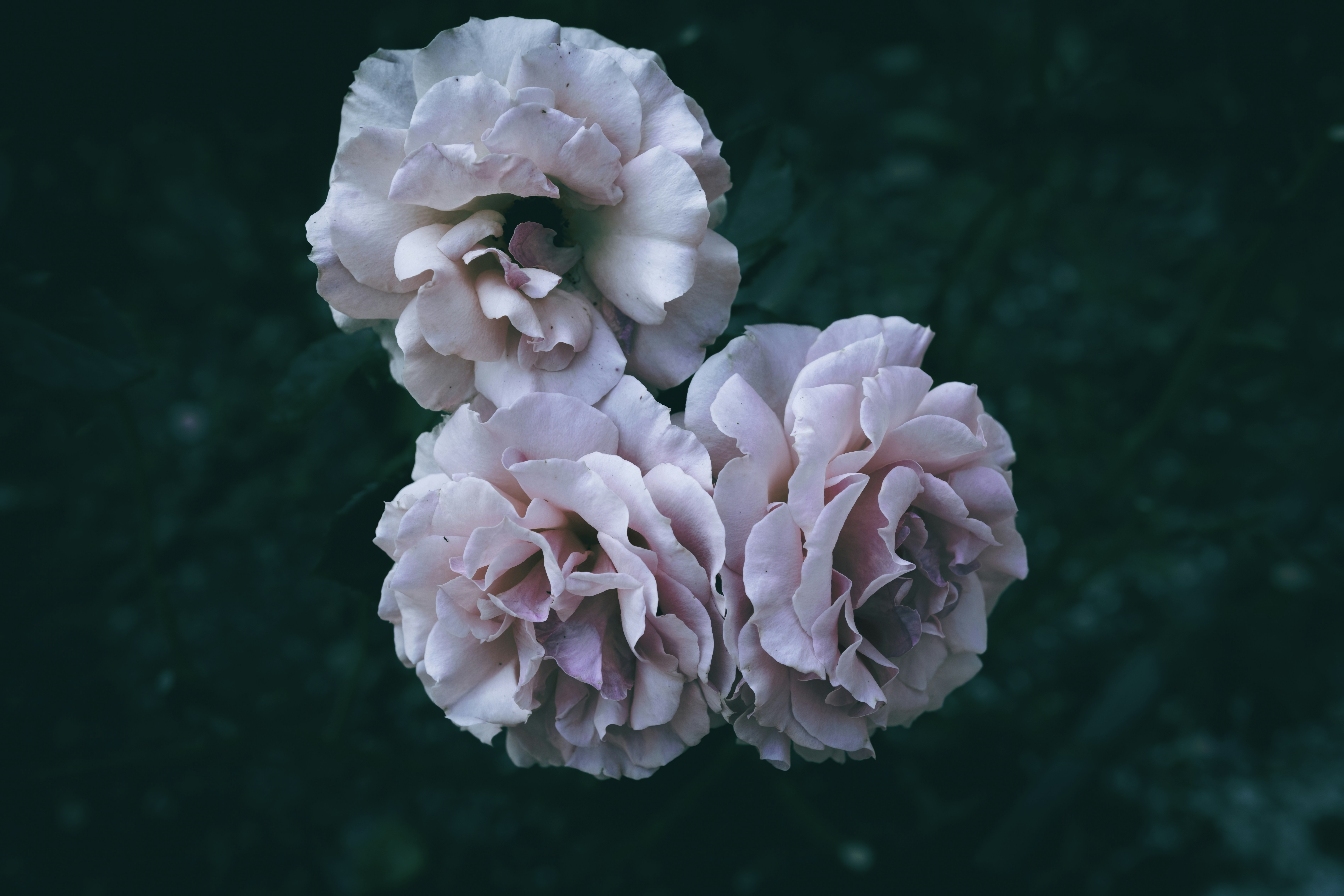Deux fleurs roses superposées