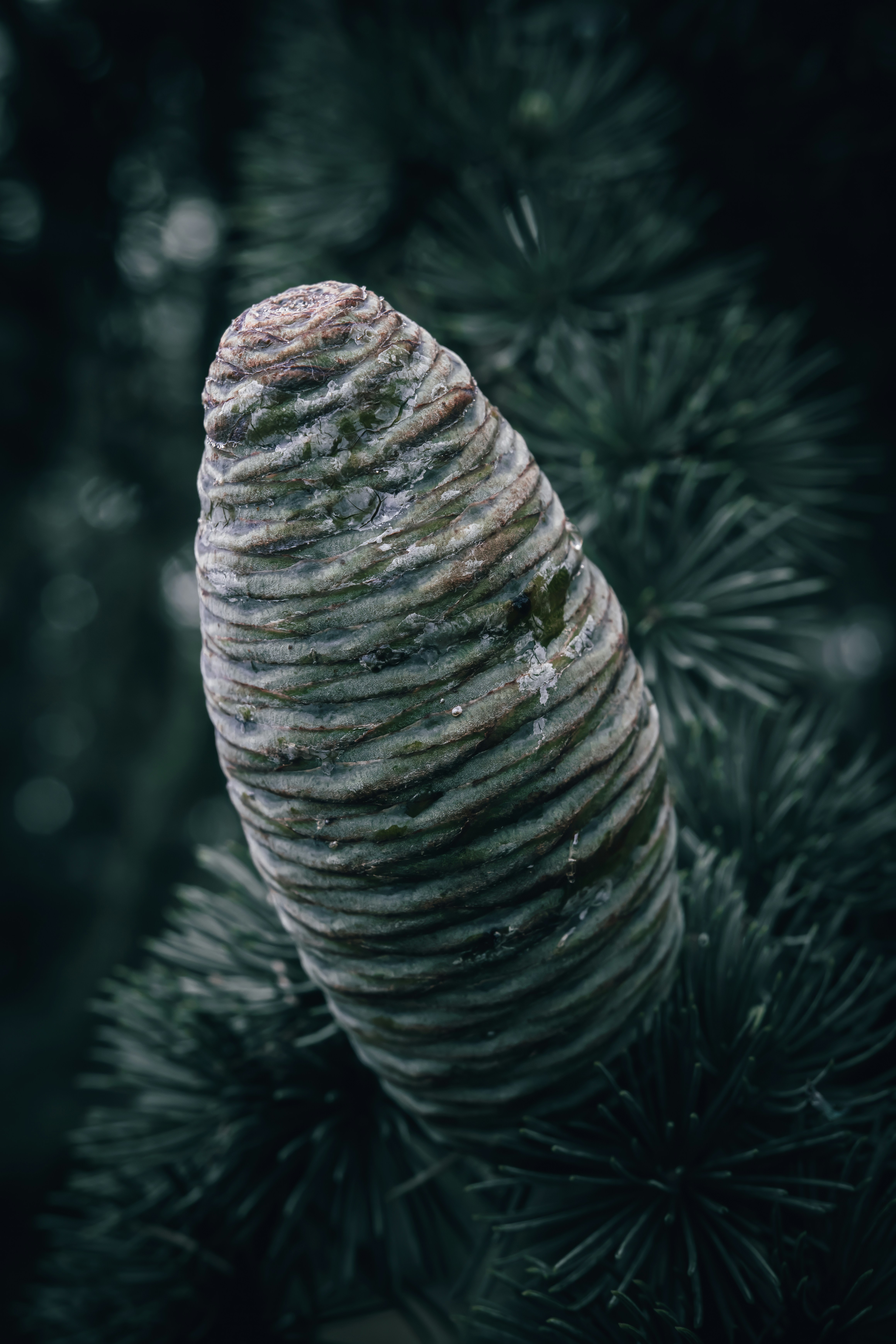 Un primer plano de una piña en un árbol