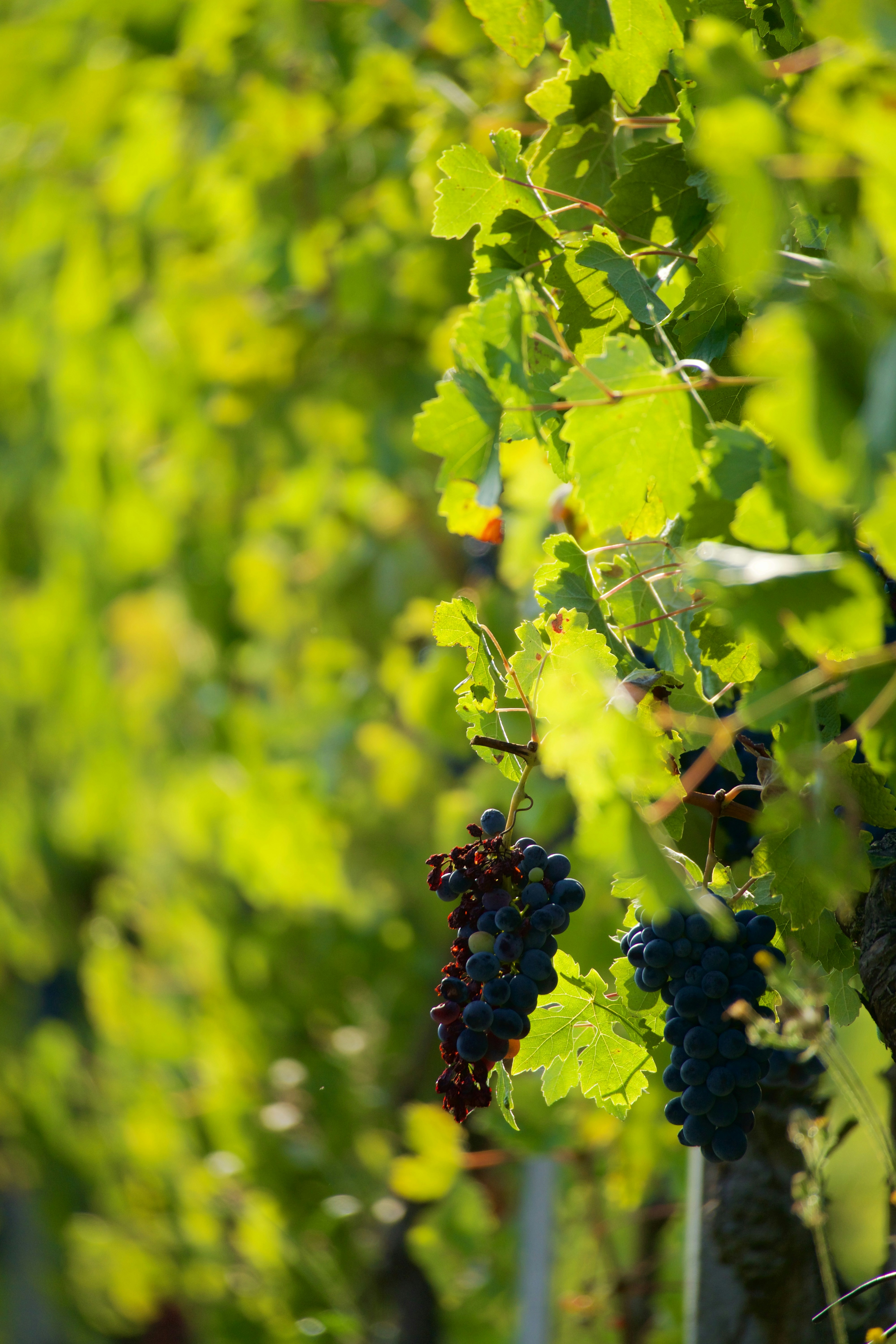 Photo by jan_zinnbauer