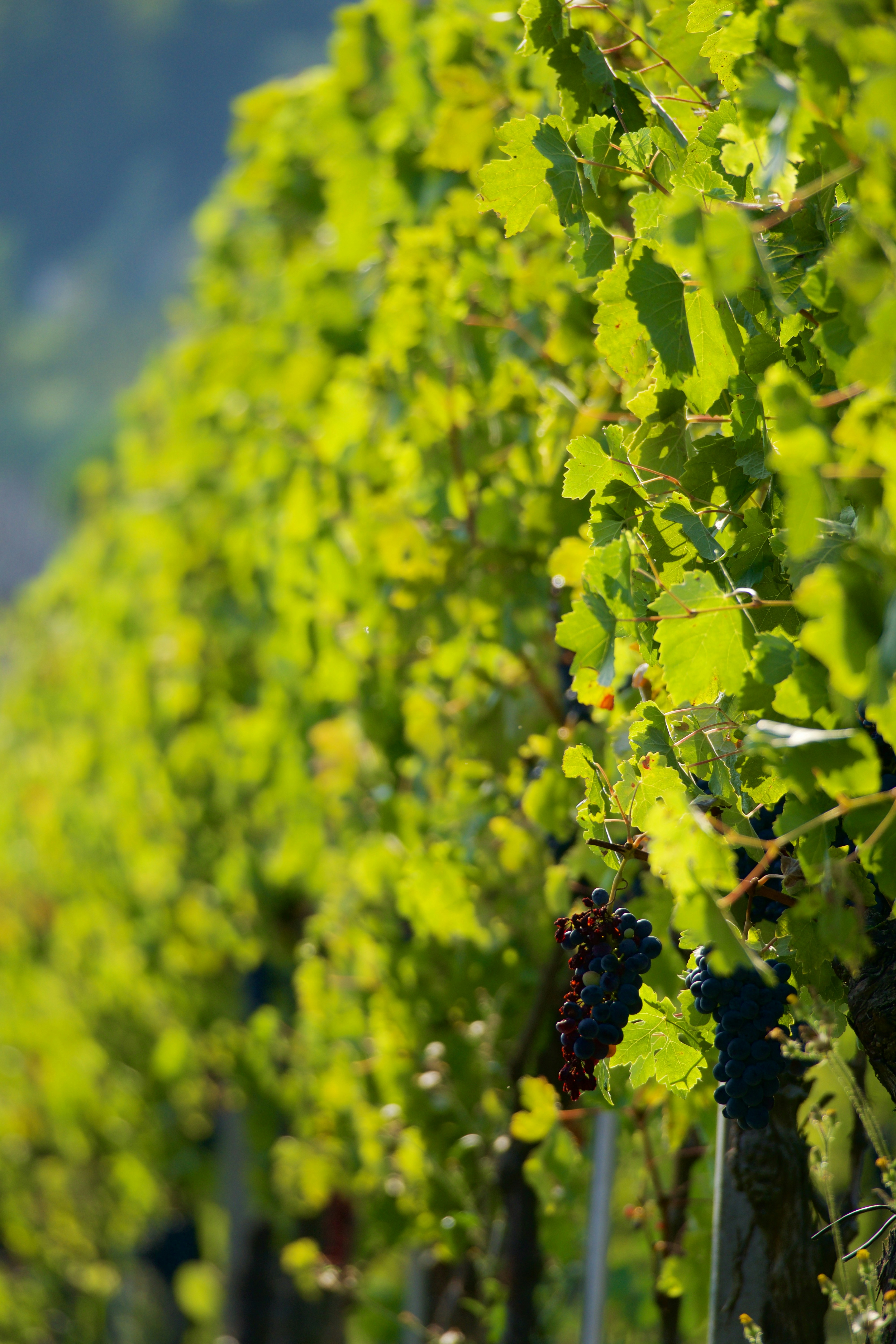 Photo by jan_zinnbauer