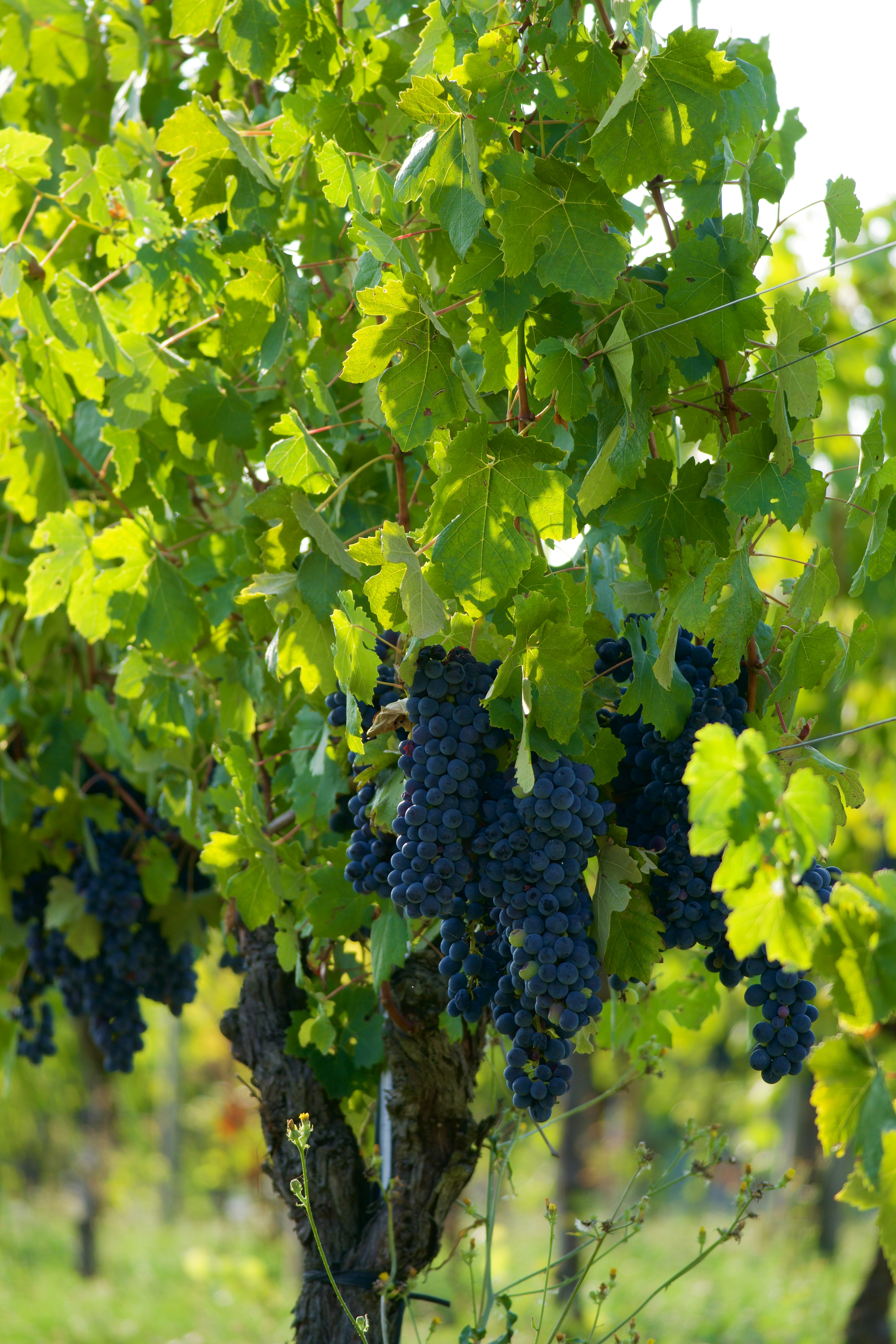 Photo by jan_zinnbauer