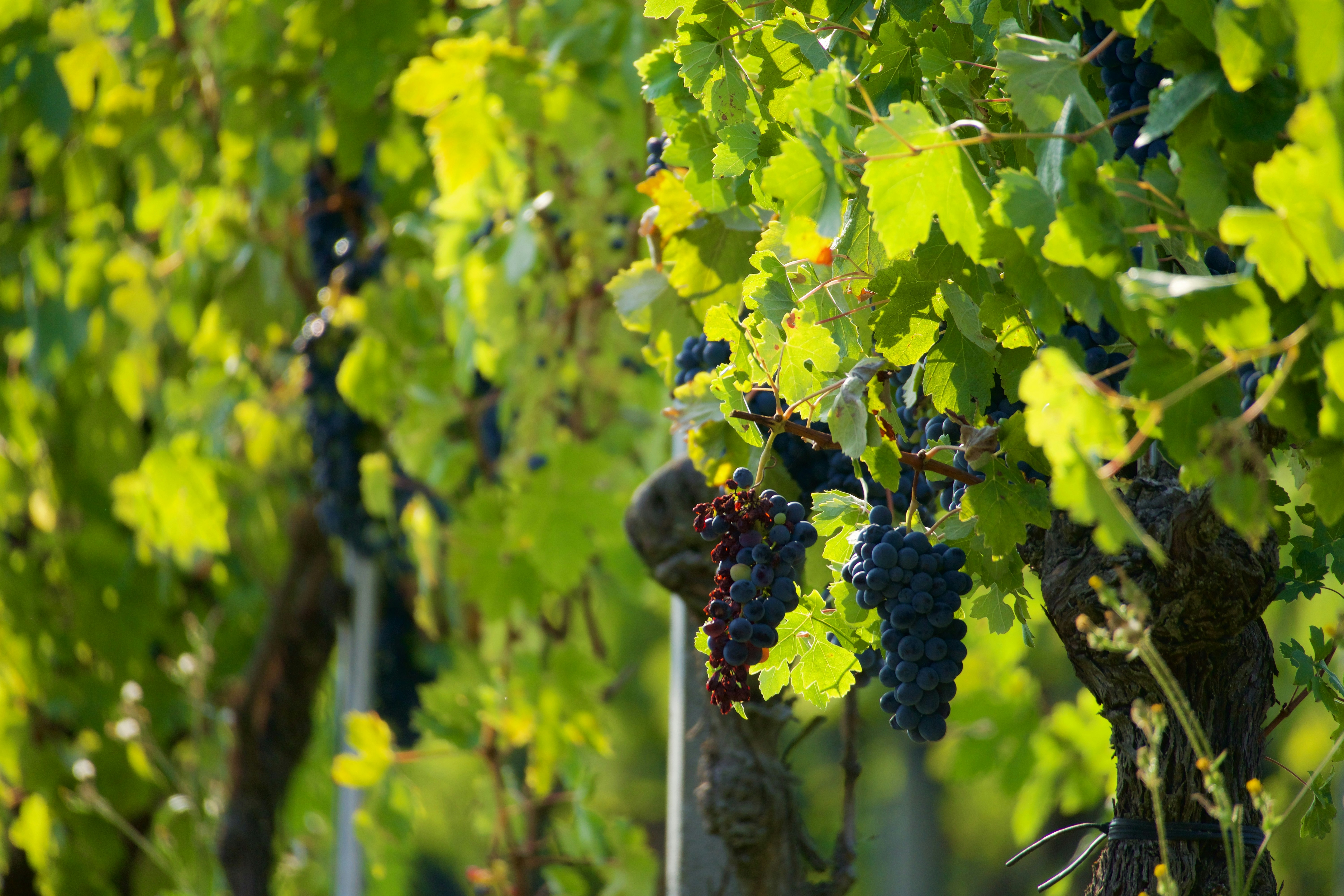 Photo by jan_zinnbauer