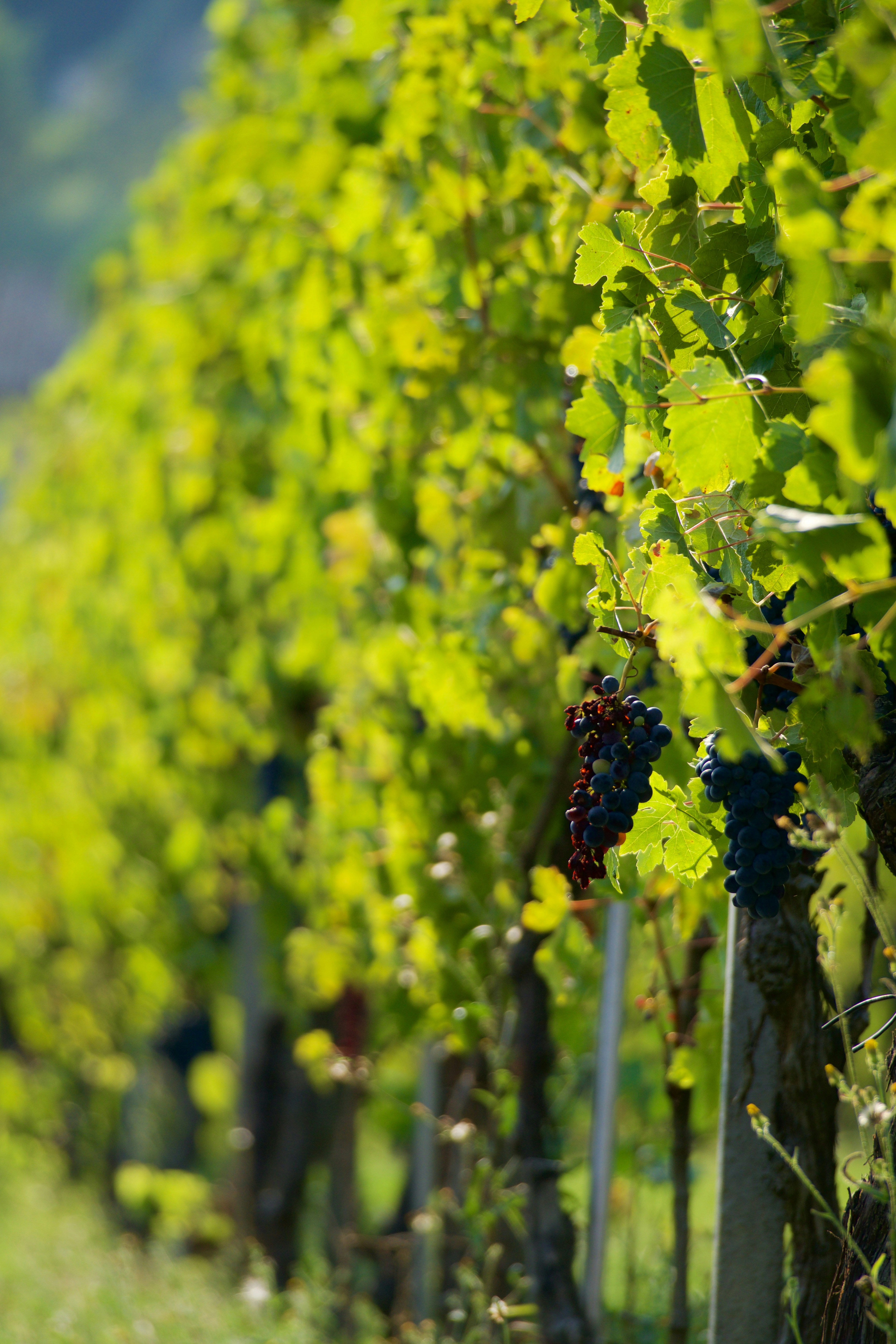 Photo by jan_zinnbauer