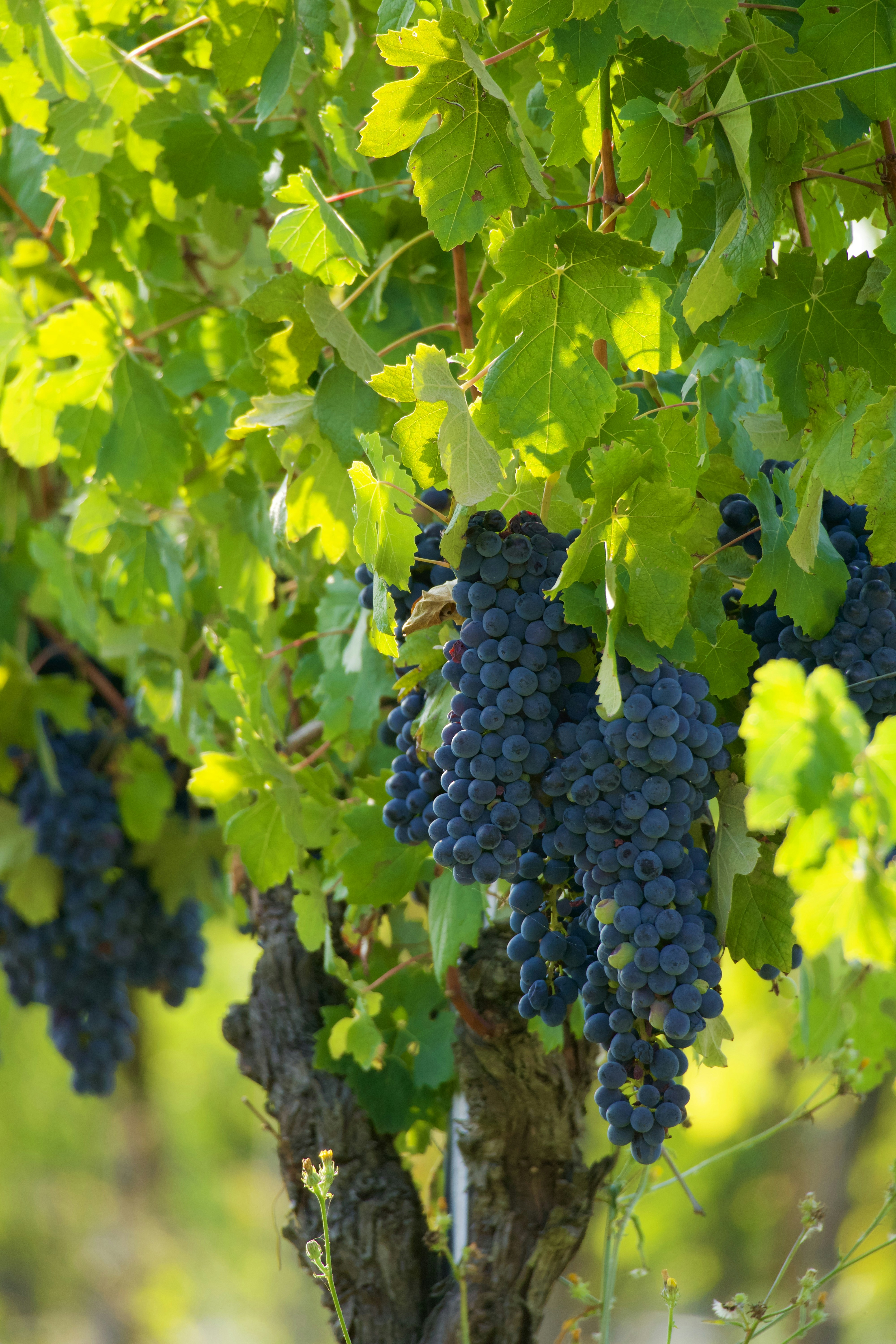 Photo by jan_zinnbauer