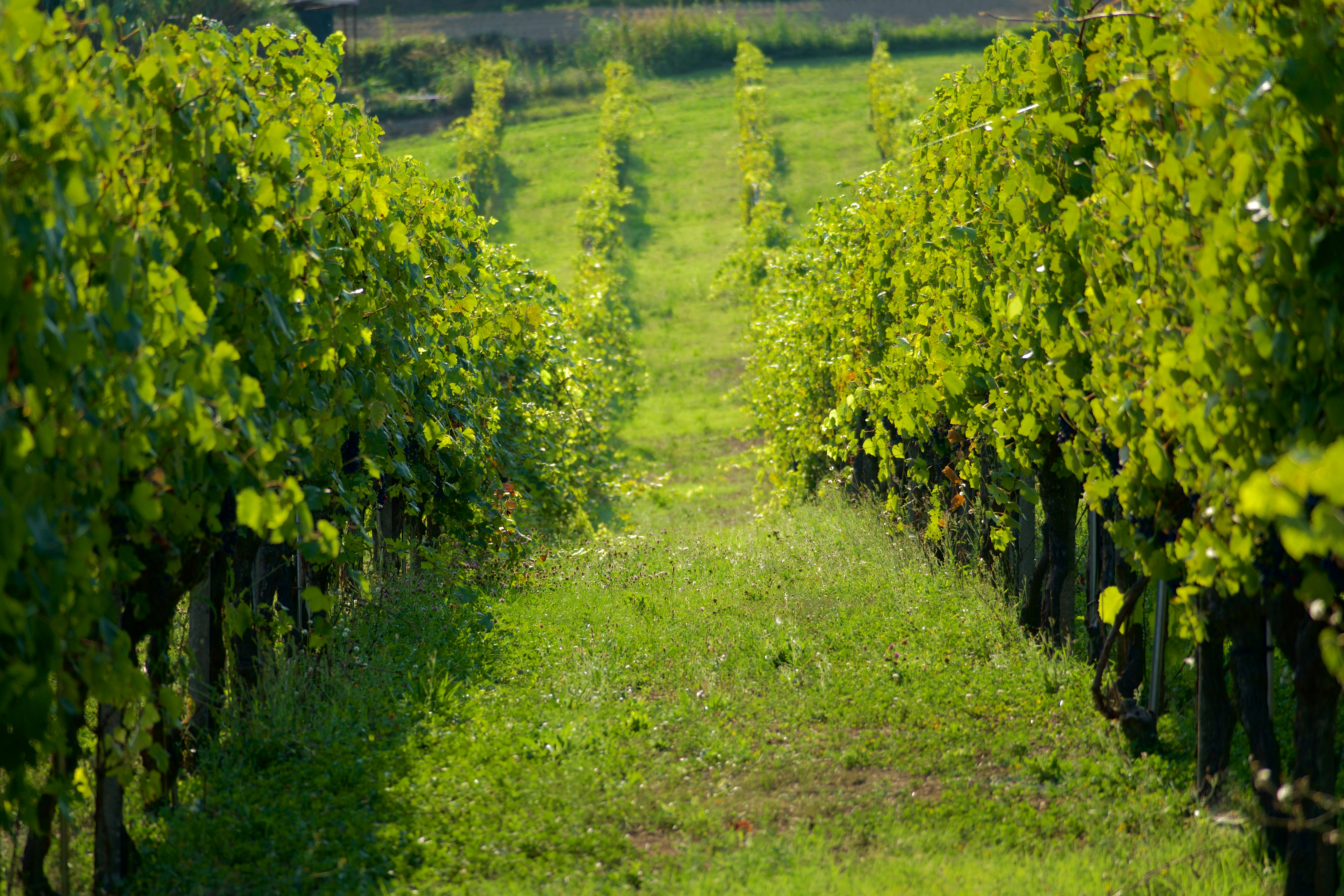 Photo by jan_zinnbauer