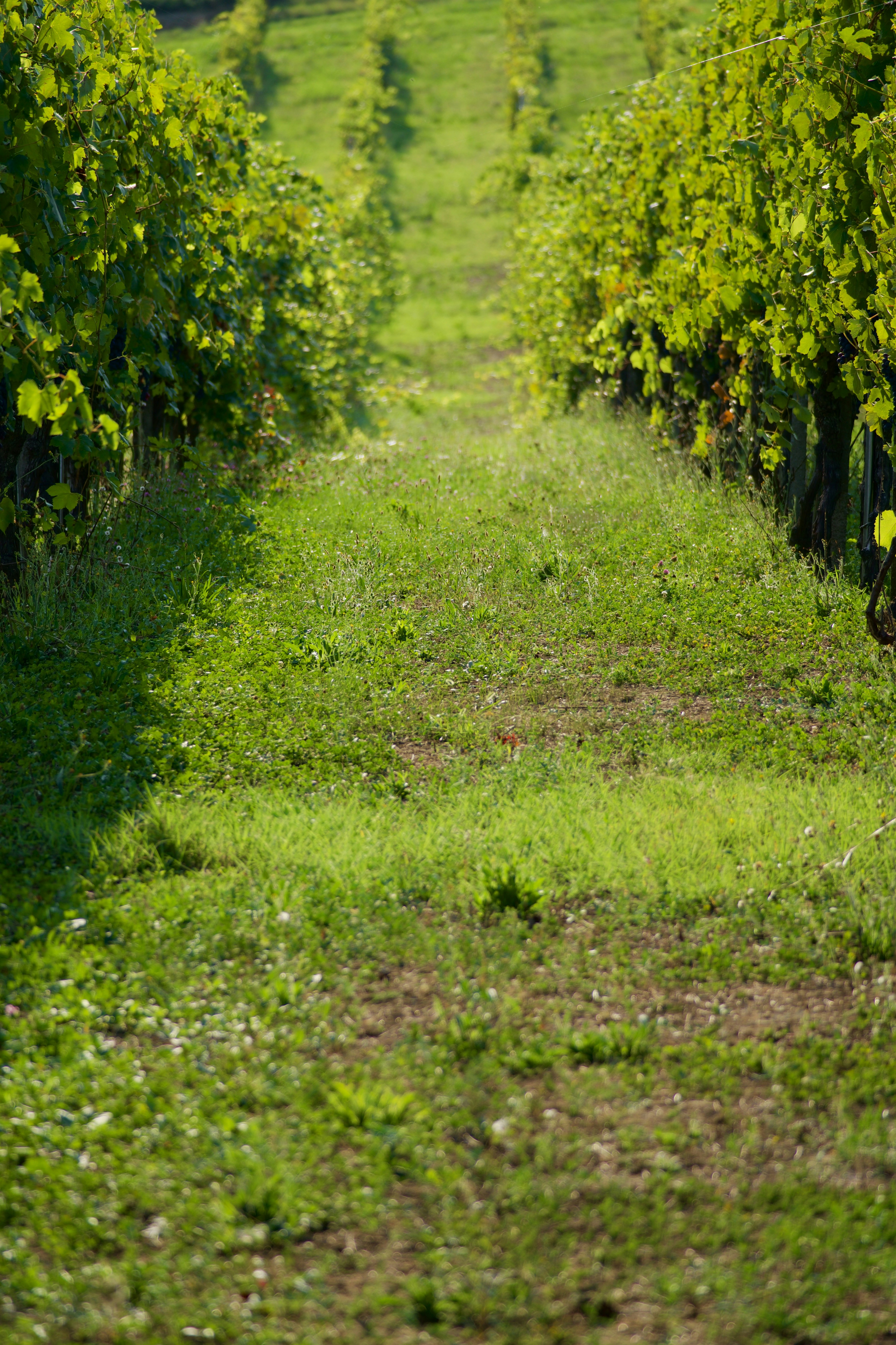 Photo by jan_zinnbauer