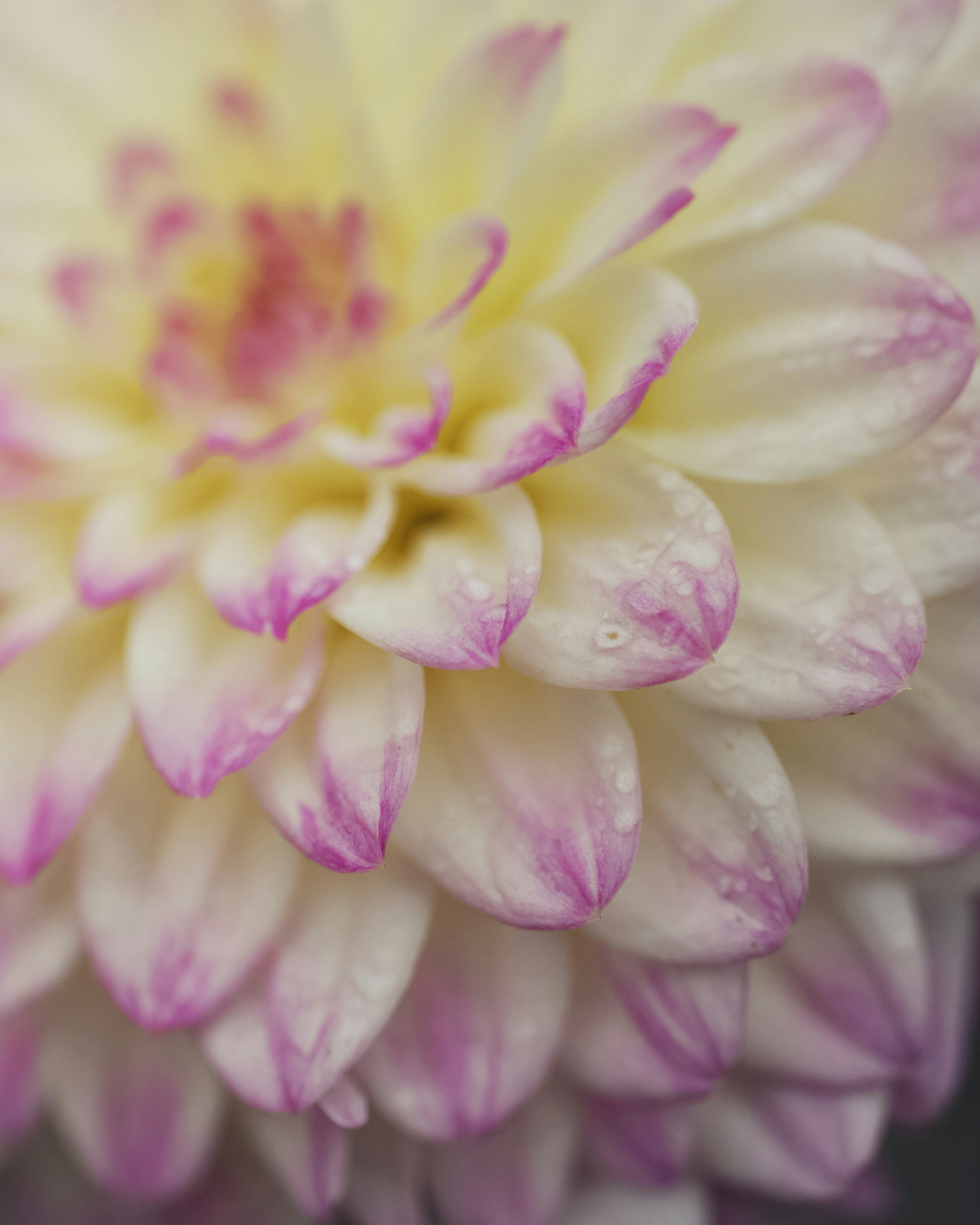 A close up of a pink and white flower