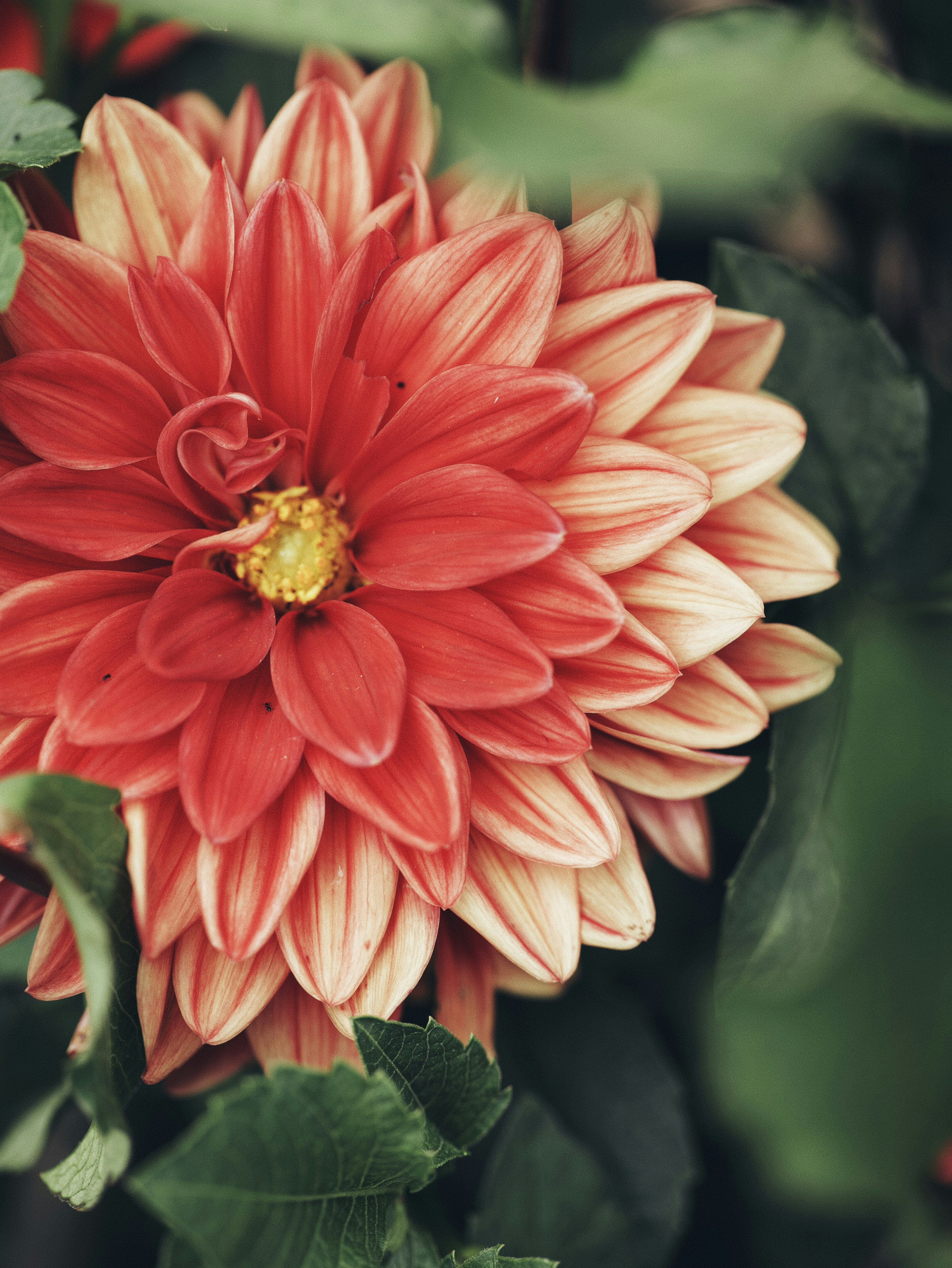 A close up of a red and yellow flower