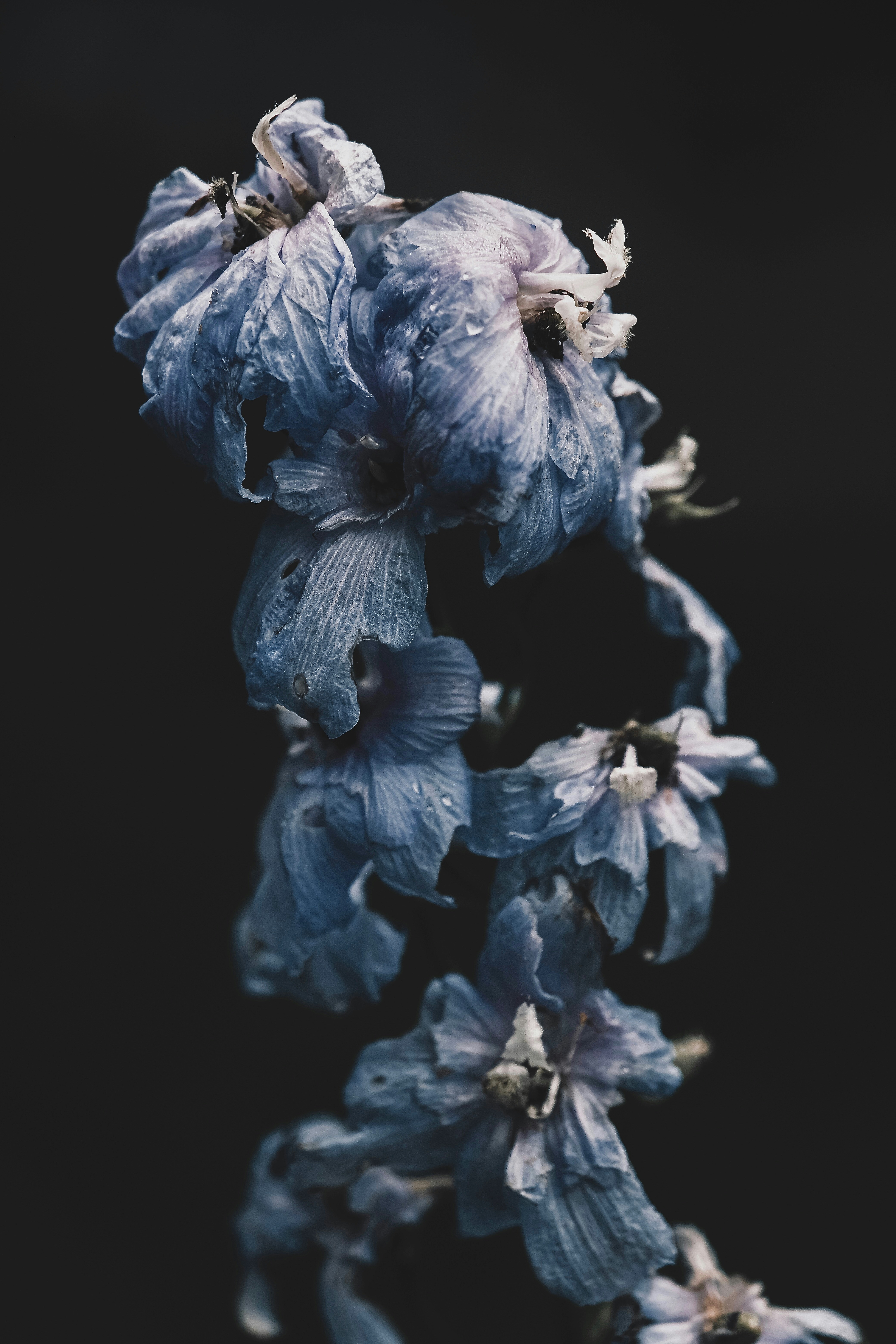 A close up of a flower on a black background