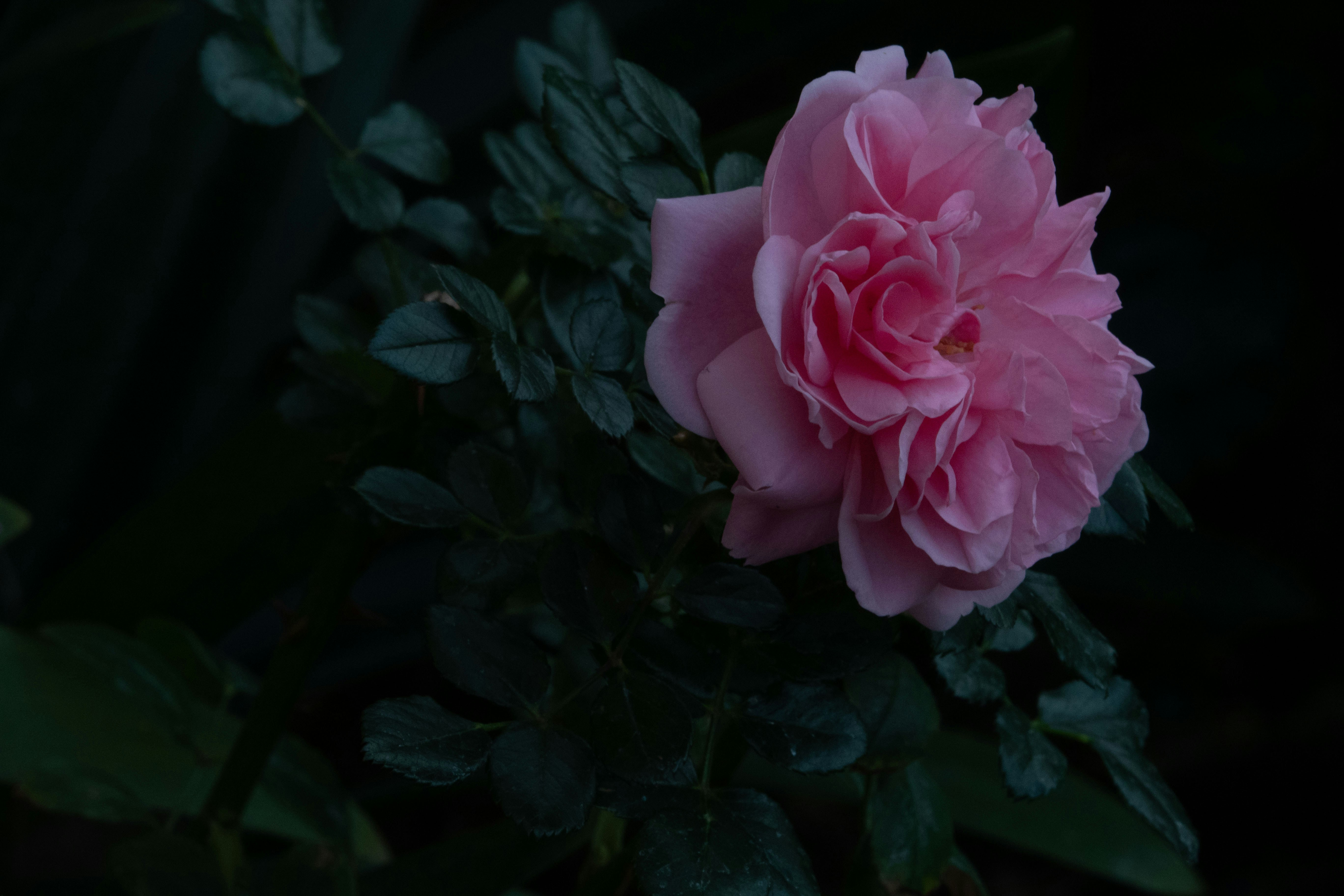 Photo by anupamapanchal