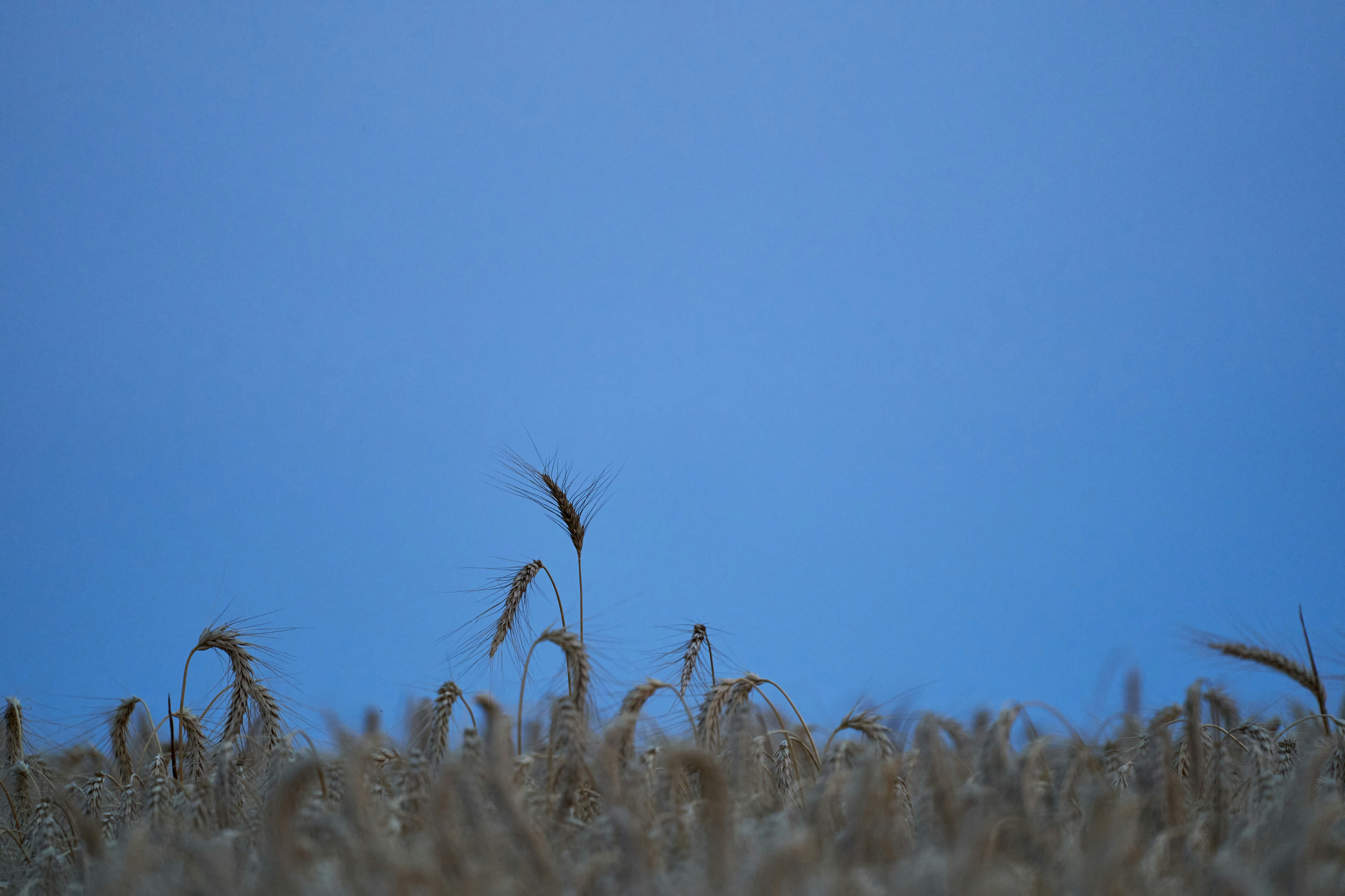 Photo by wolfgang_hasselmann