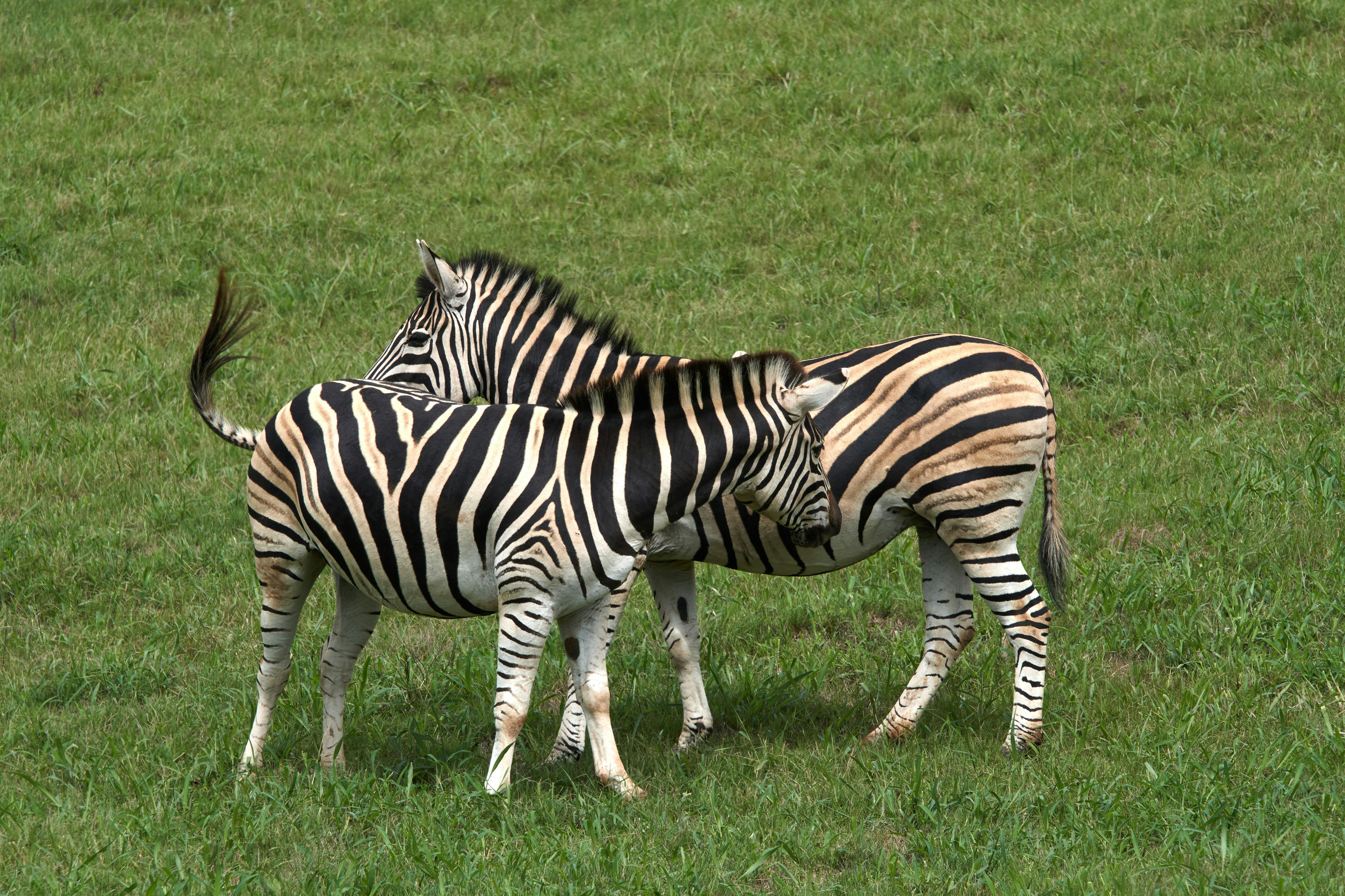 Photo by wolfgang_hasselmann