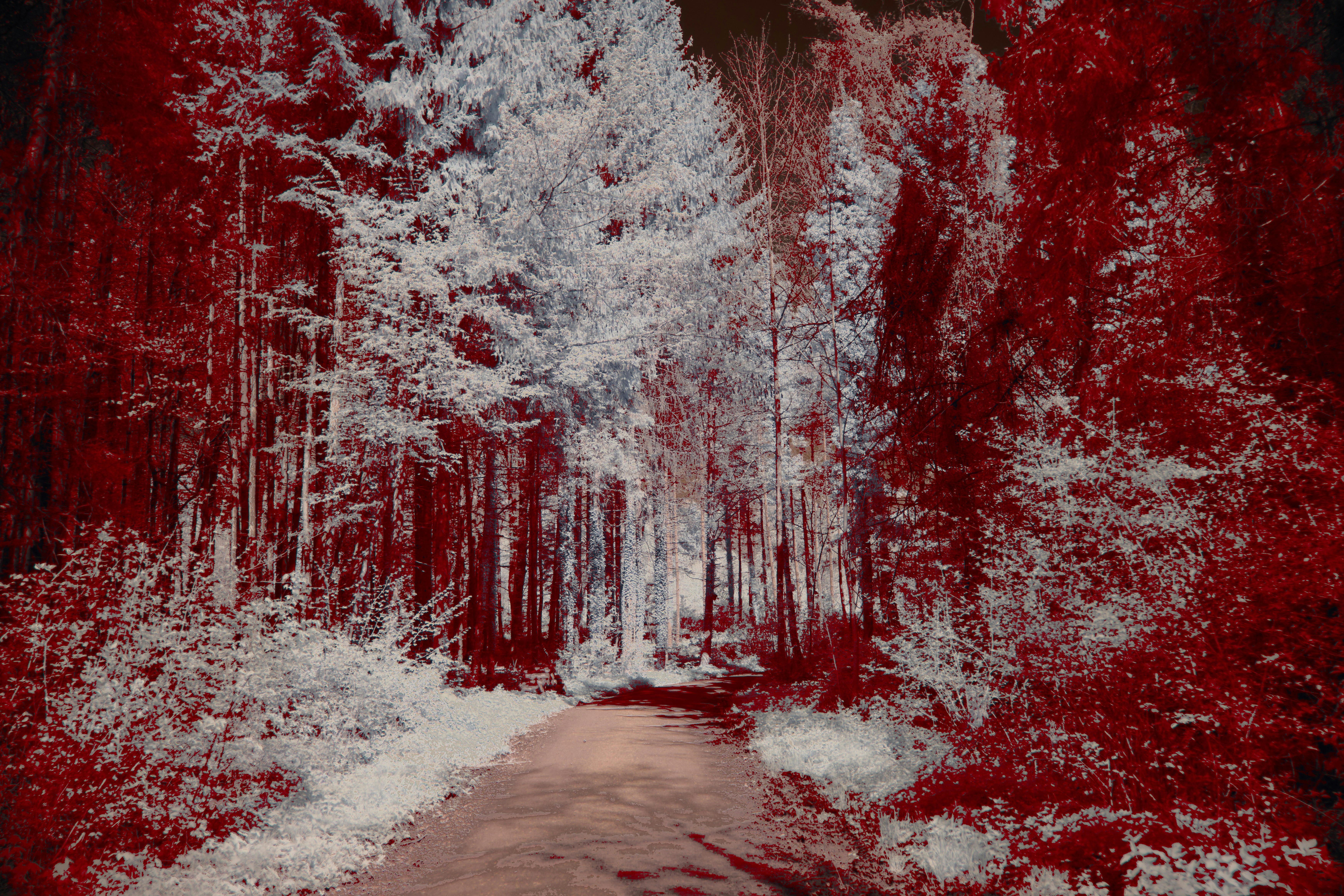 Photo by wolfgang_hasselmann