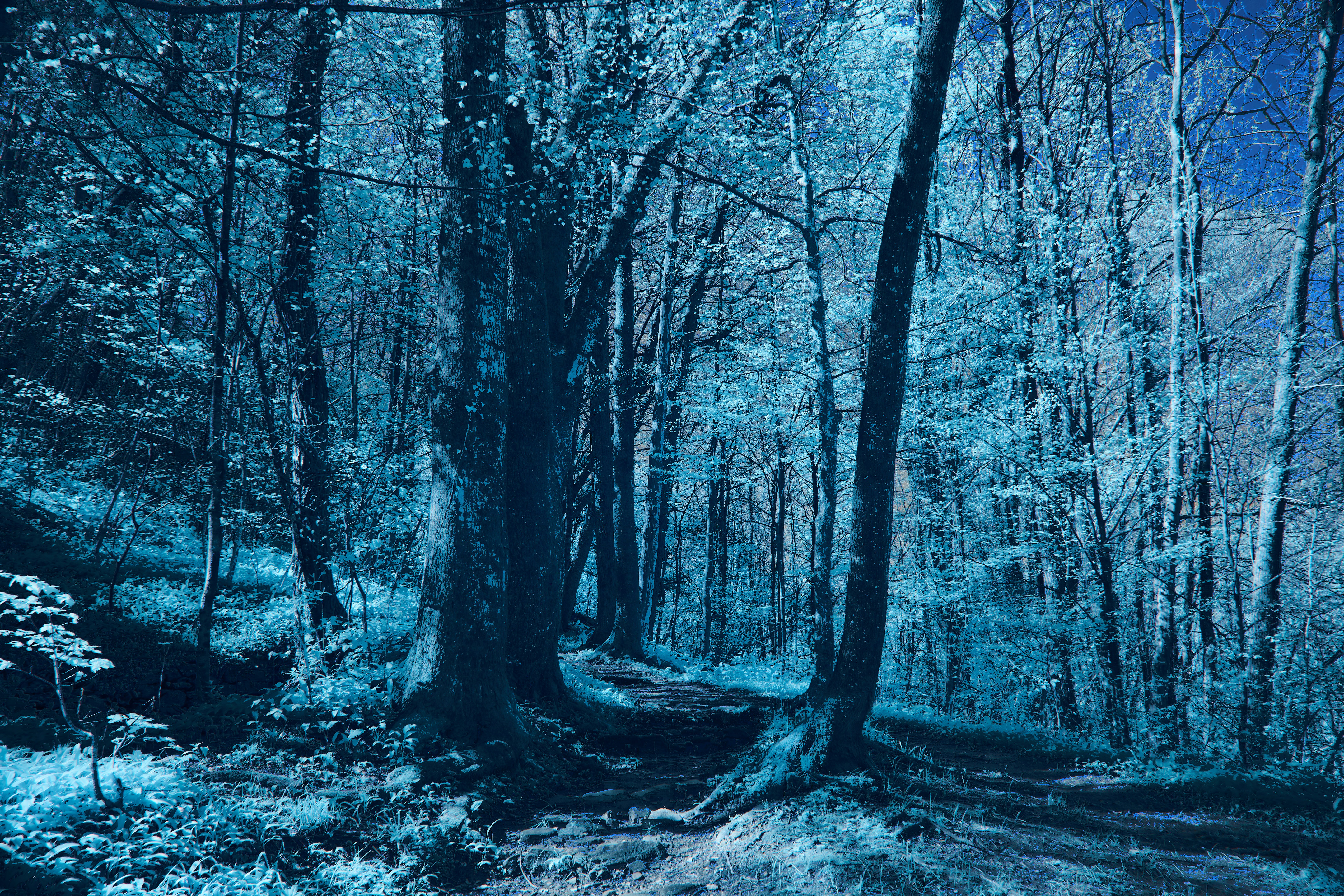 Photo by wolfgang_hasselmann