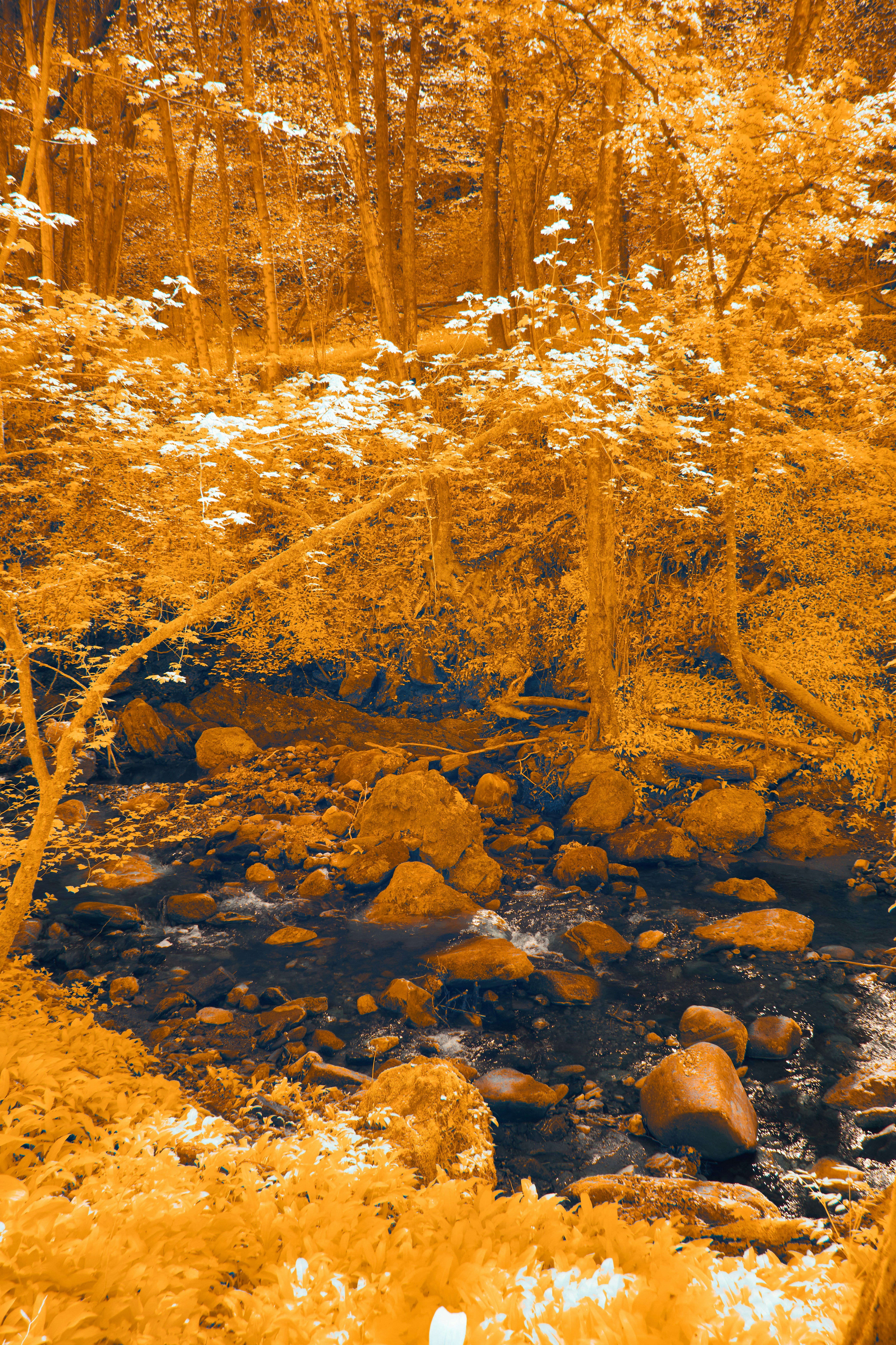 A stream running through a forest filled with lots of trees photo ...