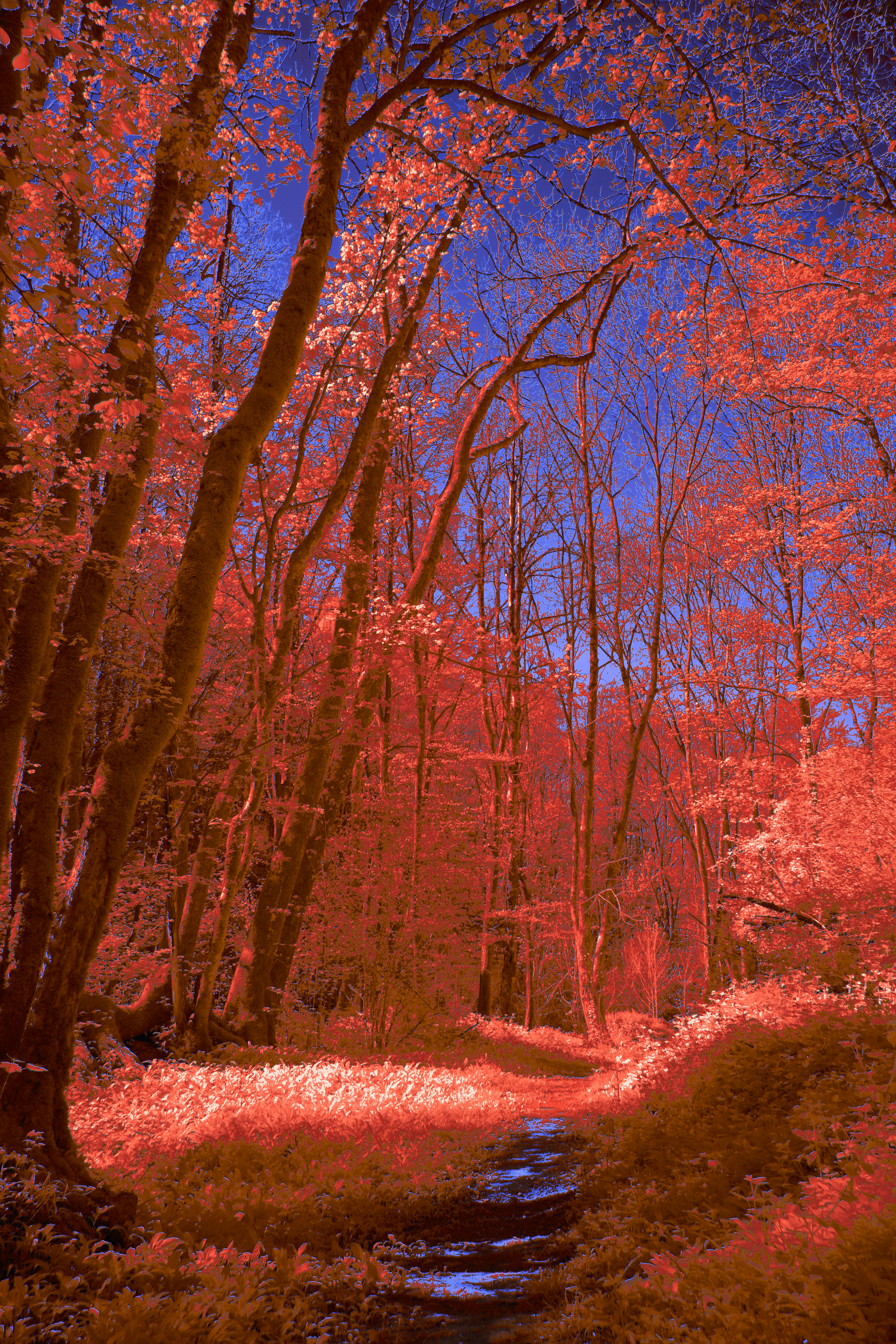 Photo by wolfgang_hasselmann