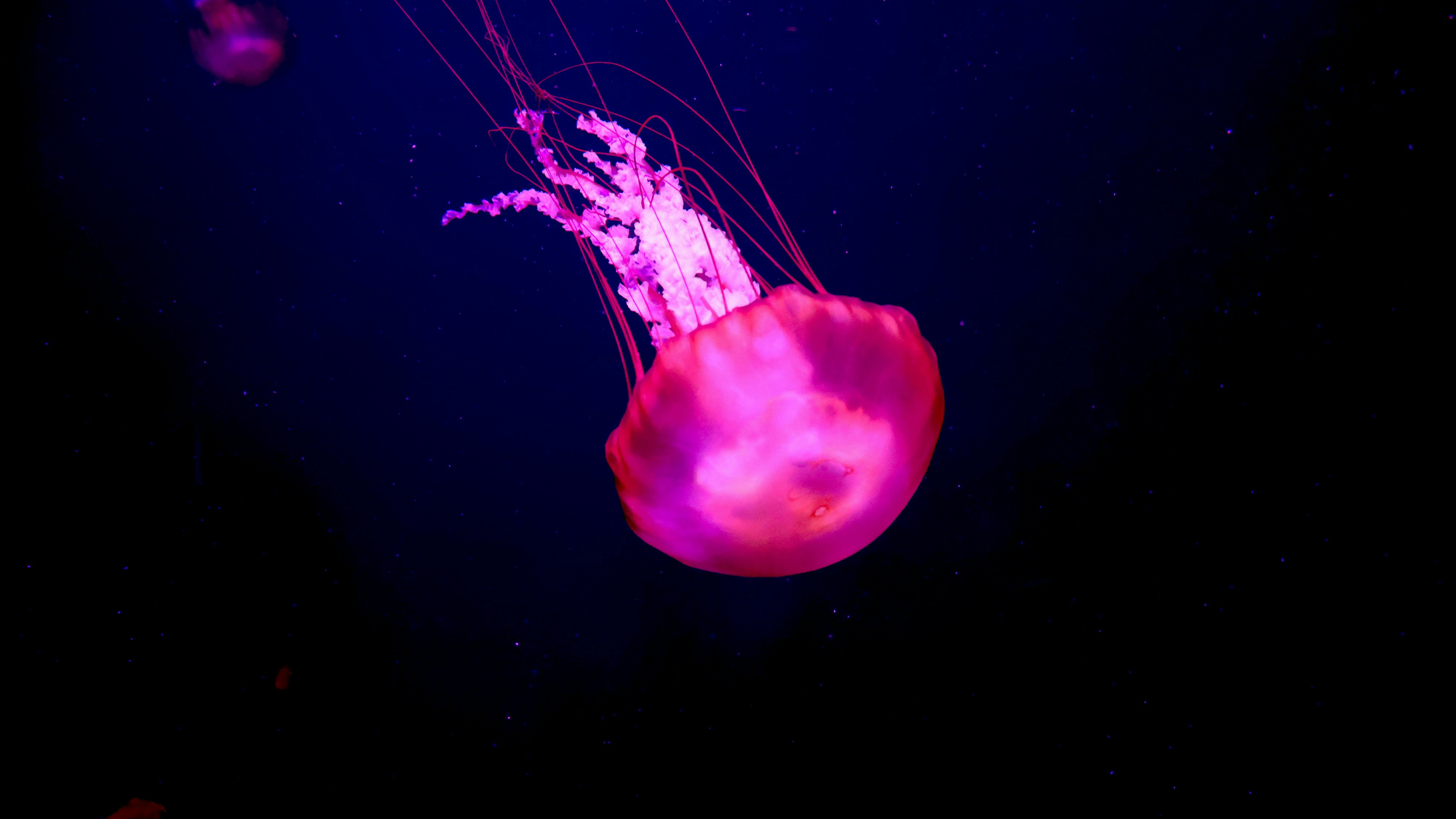 Photo by parichha_rashni