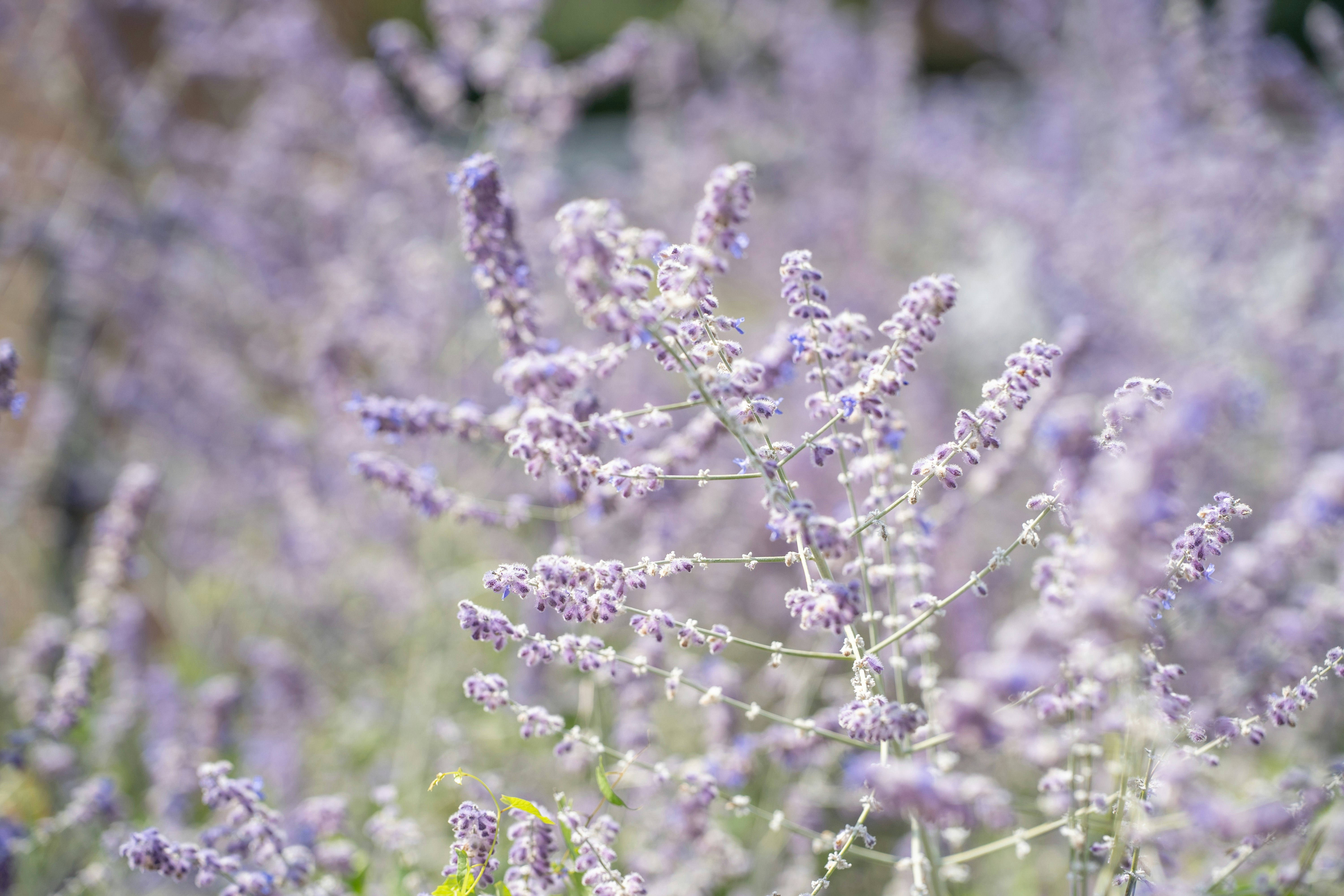 Photo by michelstock