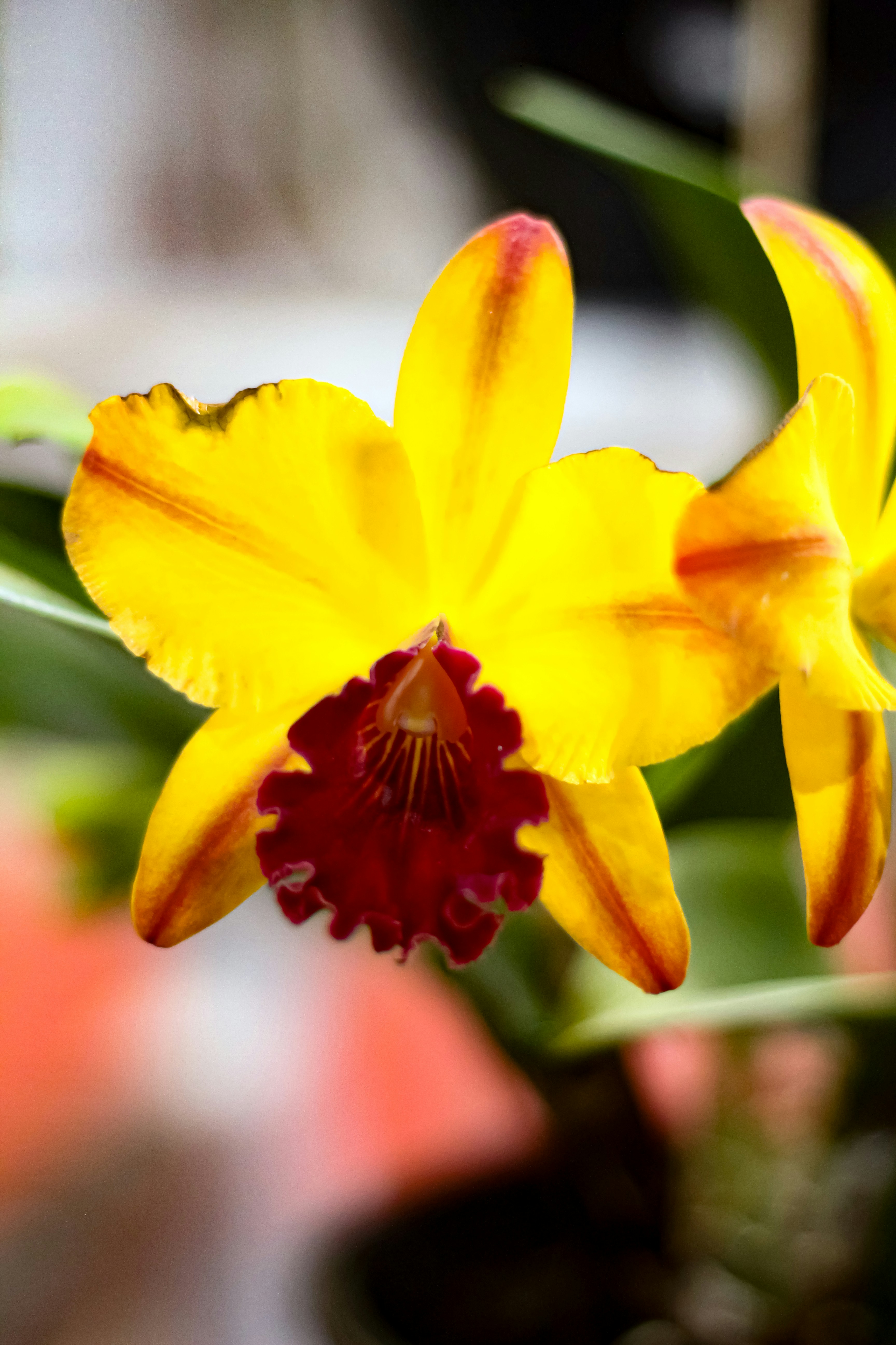 Photo by najoi_designer