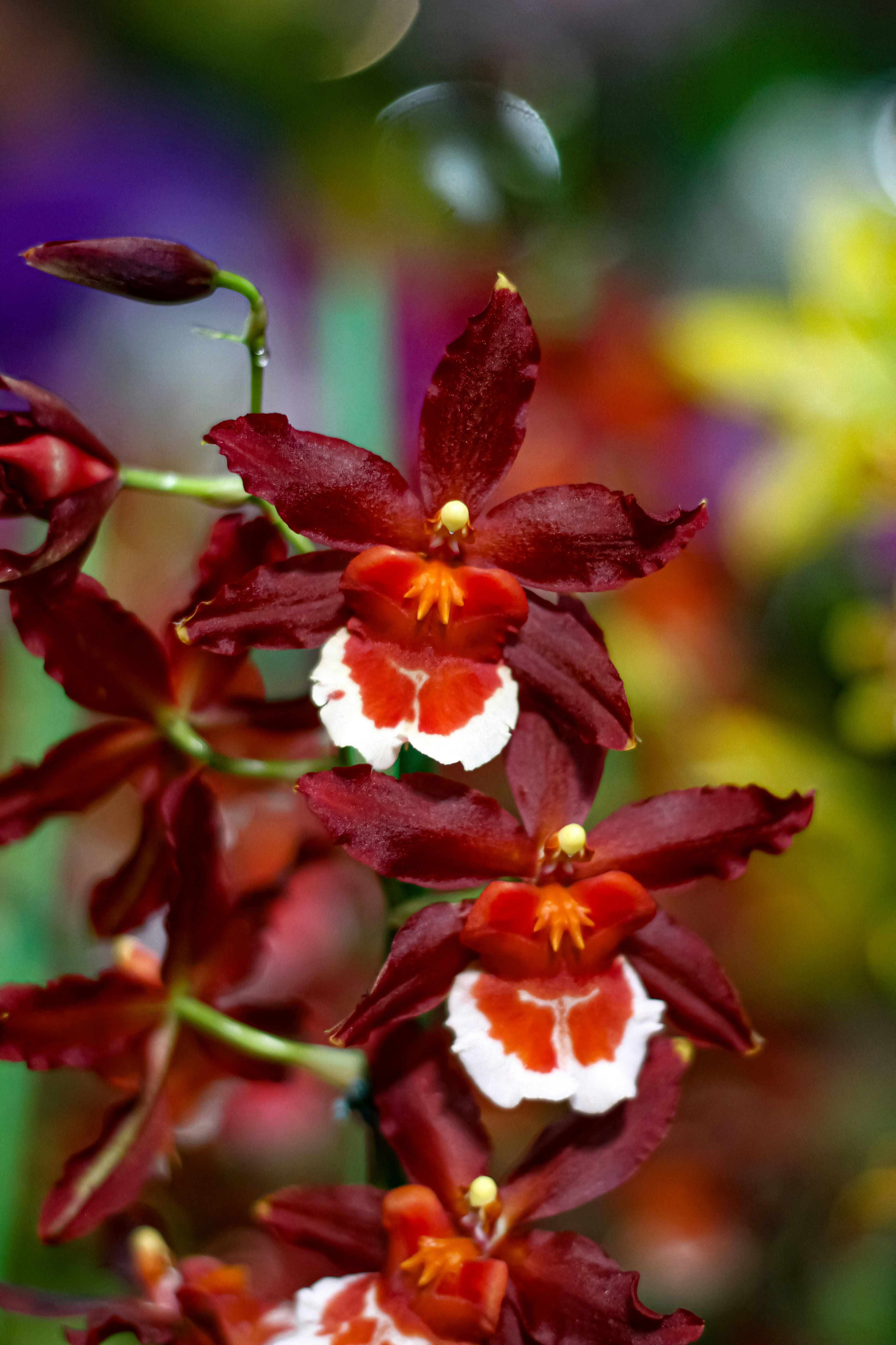 Photo by najoi_designer