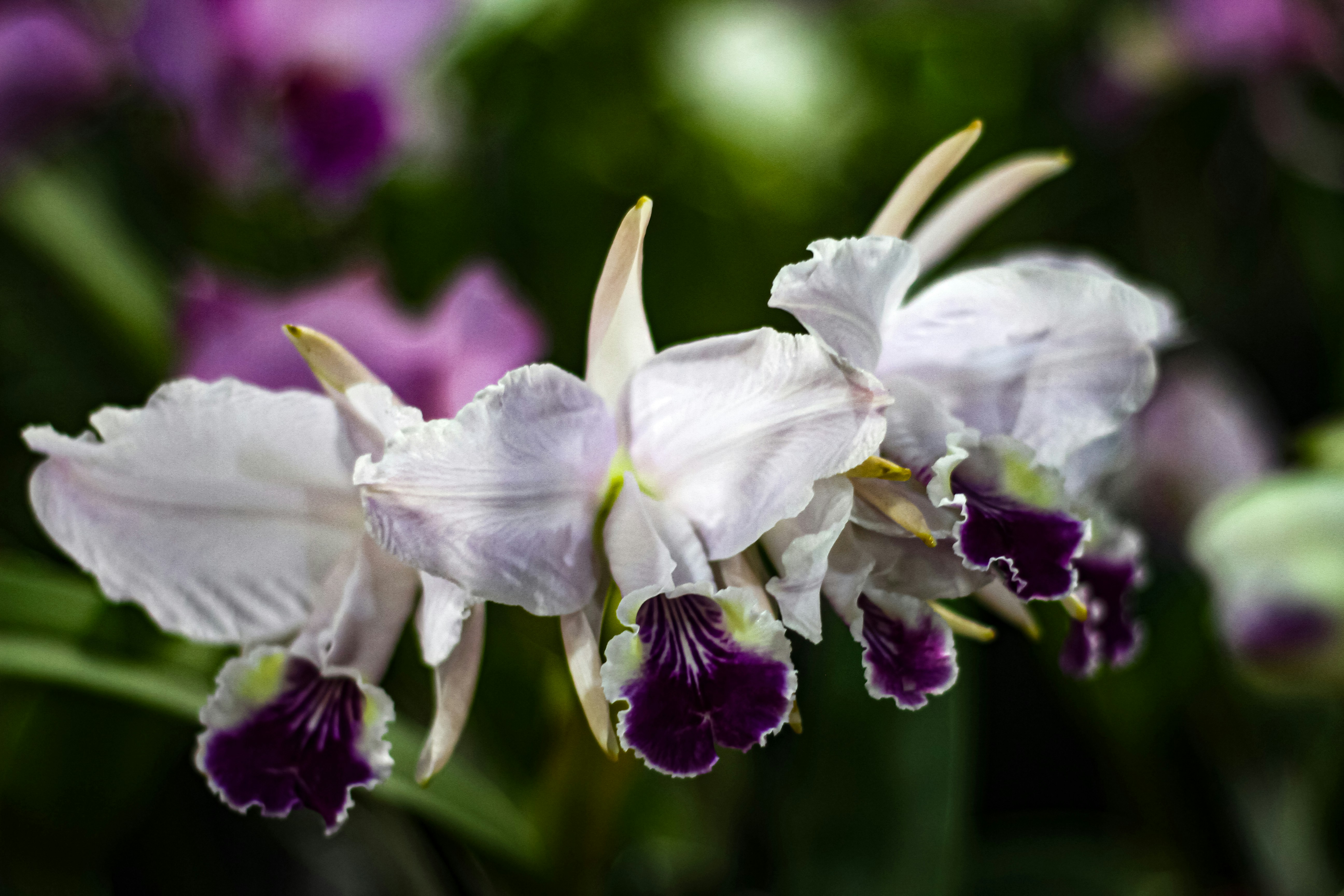 Photo by najoi_designer