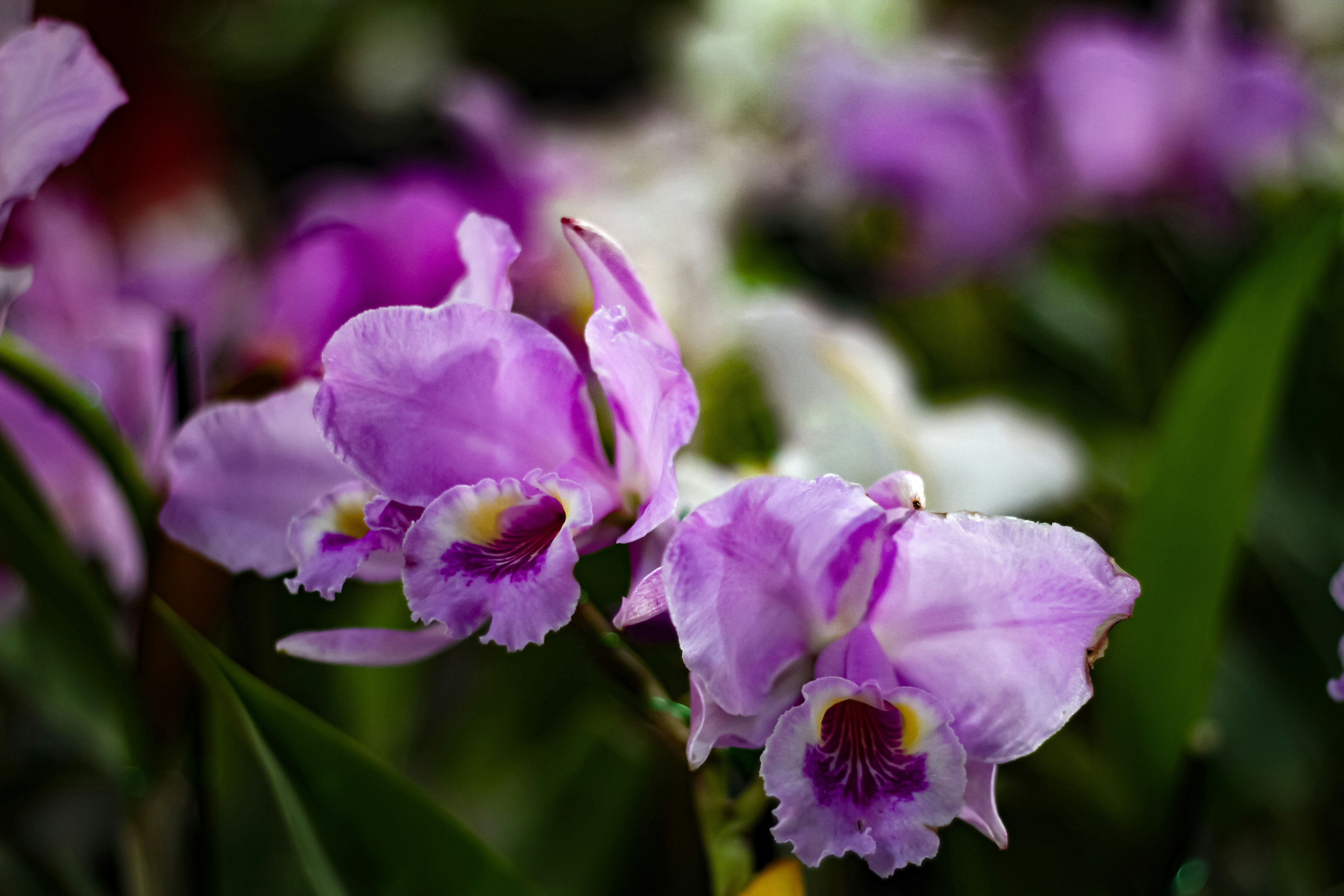 Photo by najoi_designer