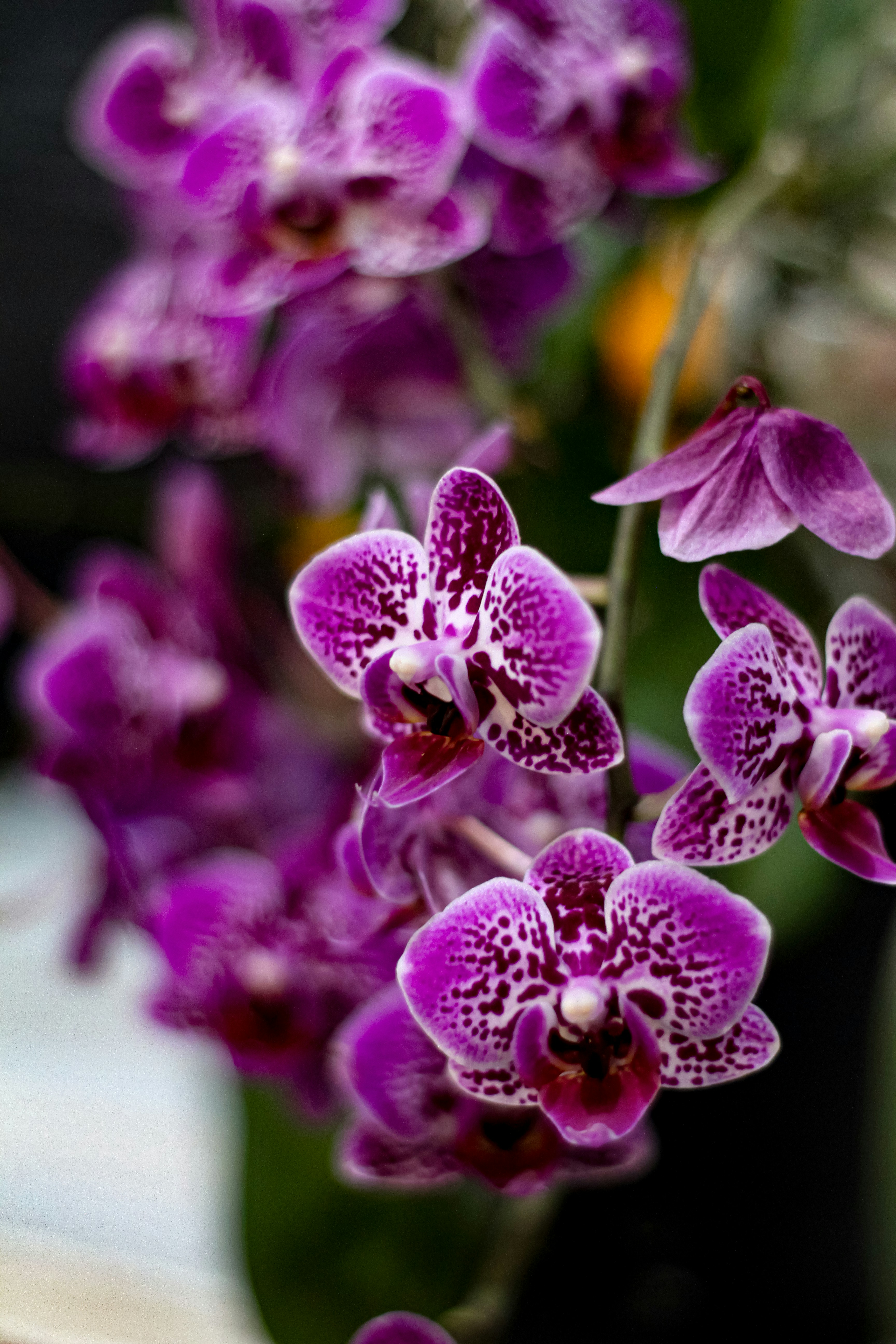 Photo by najoi_designer