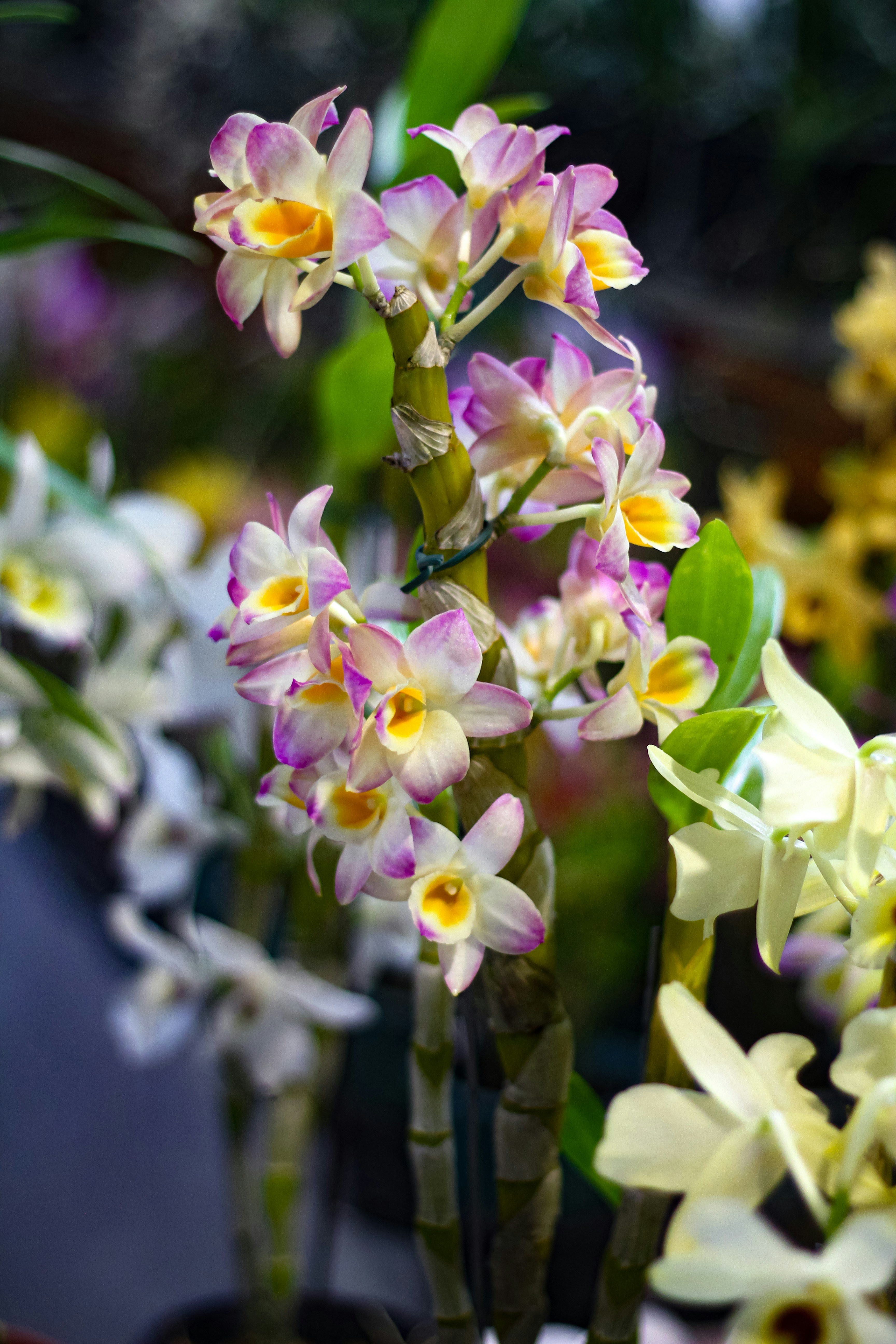 Photo by najoi_designer