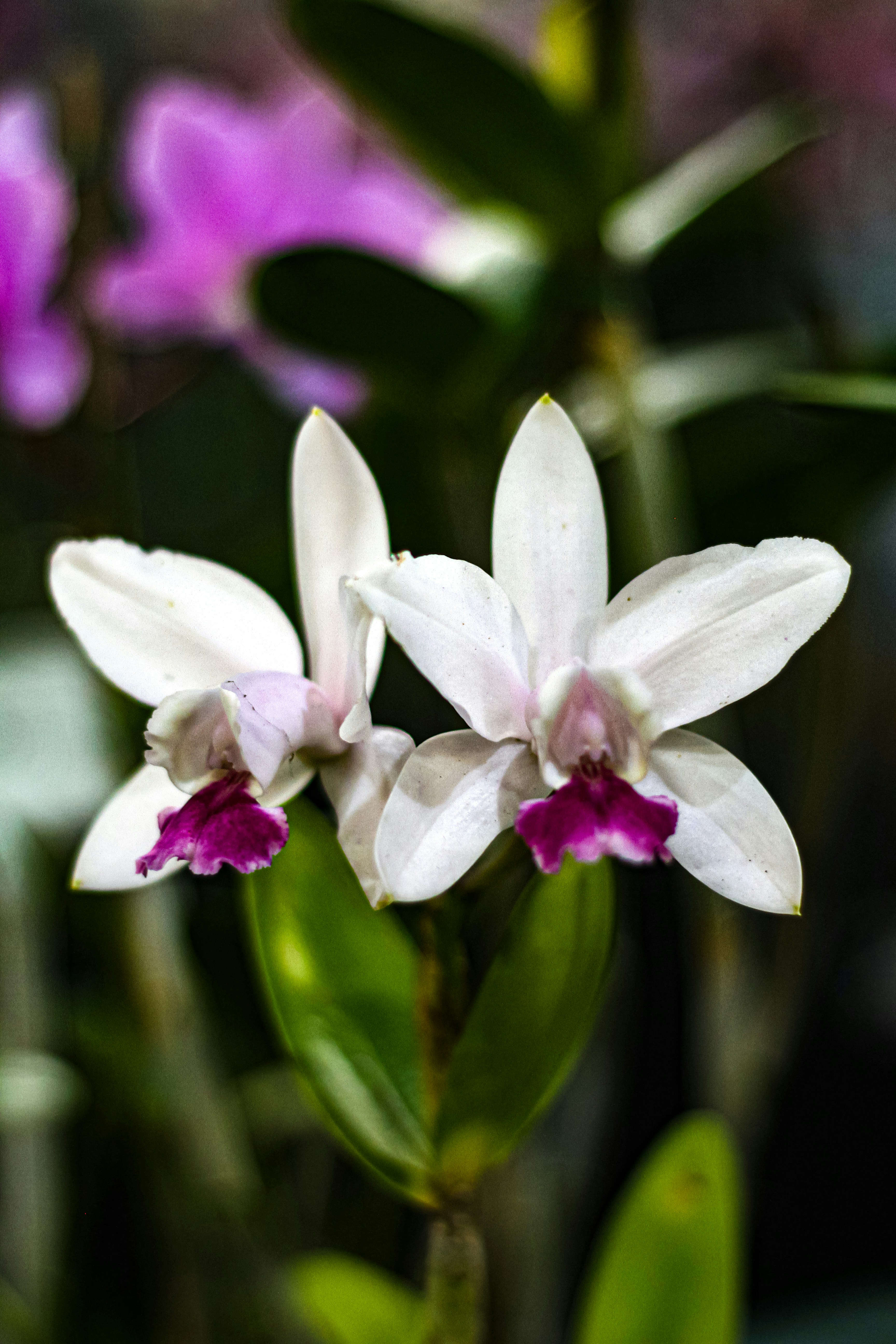 Photo by najoi_designer