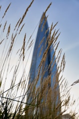 A bird flying over a tall grass covered field