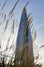 A bird flying over a tall grass covered field