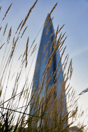 A bird flying over a tall grass covered field