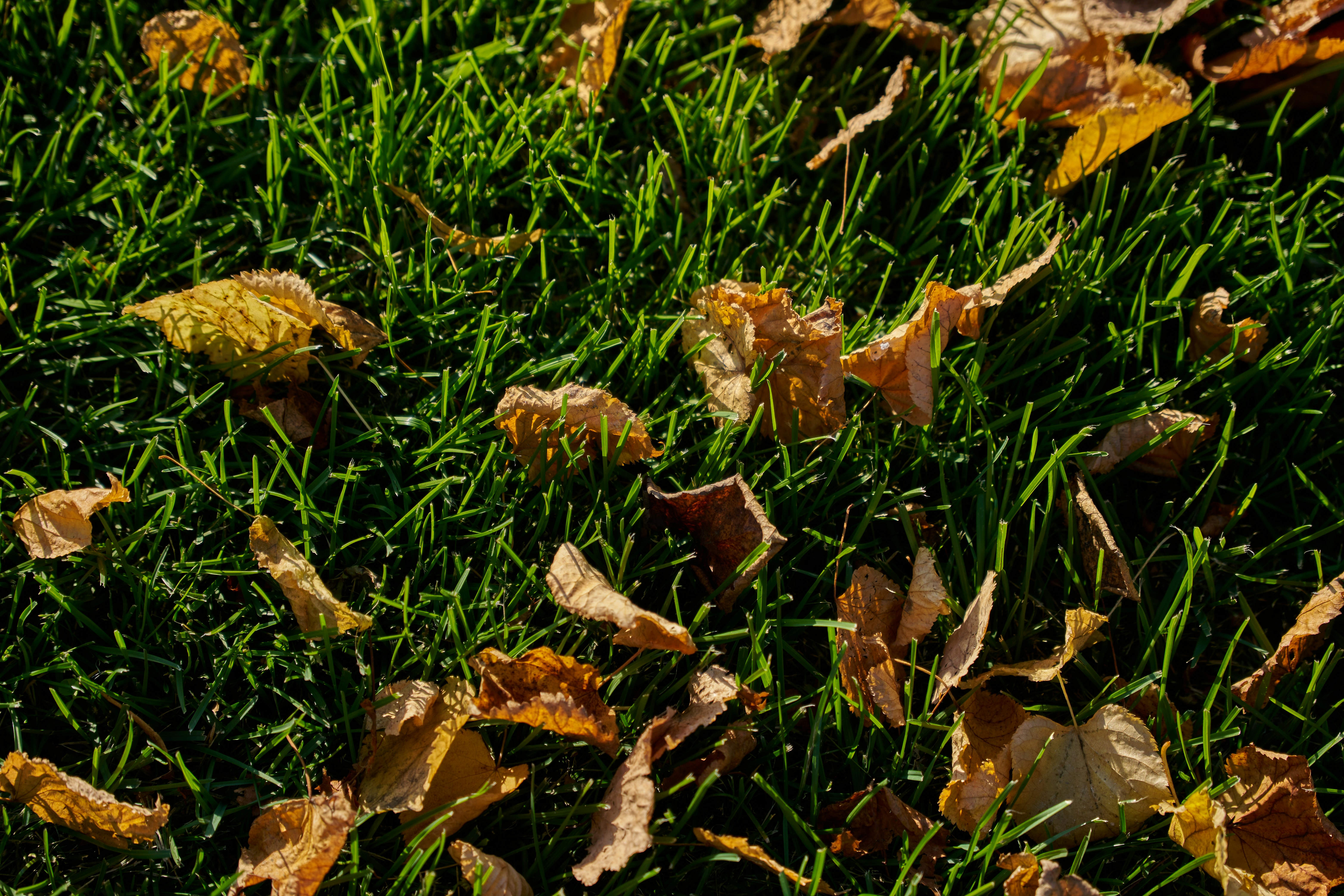 Photo by lostillusion