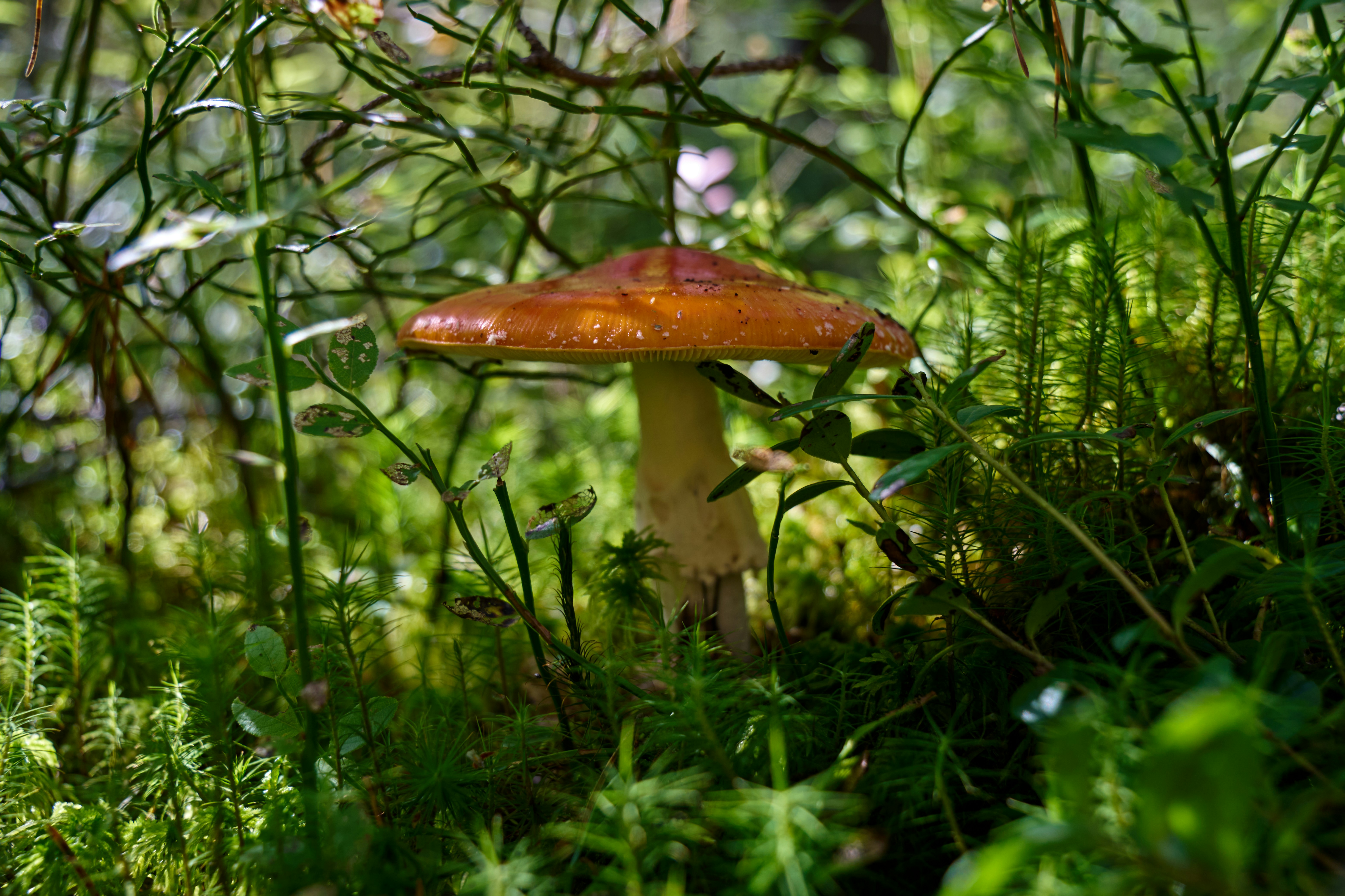 Photo by lostillusion