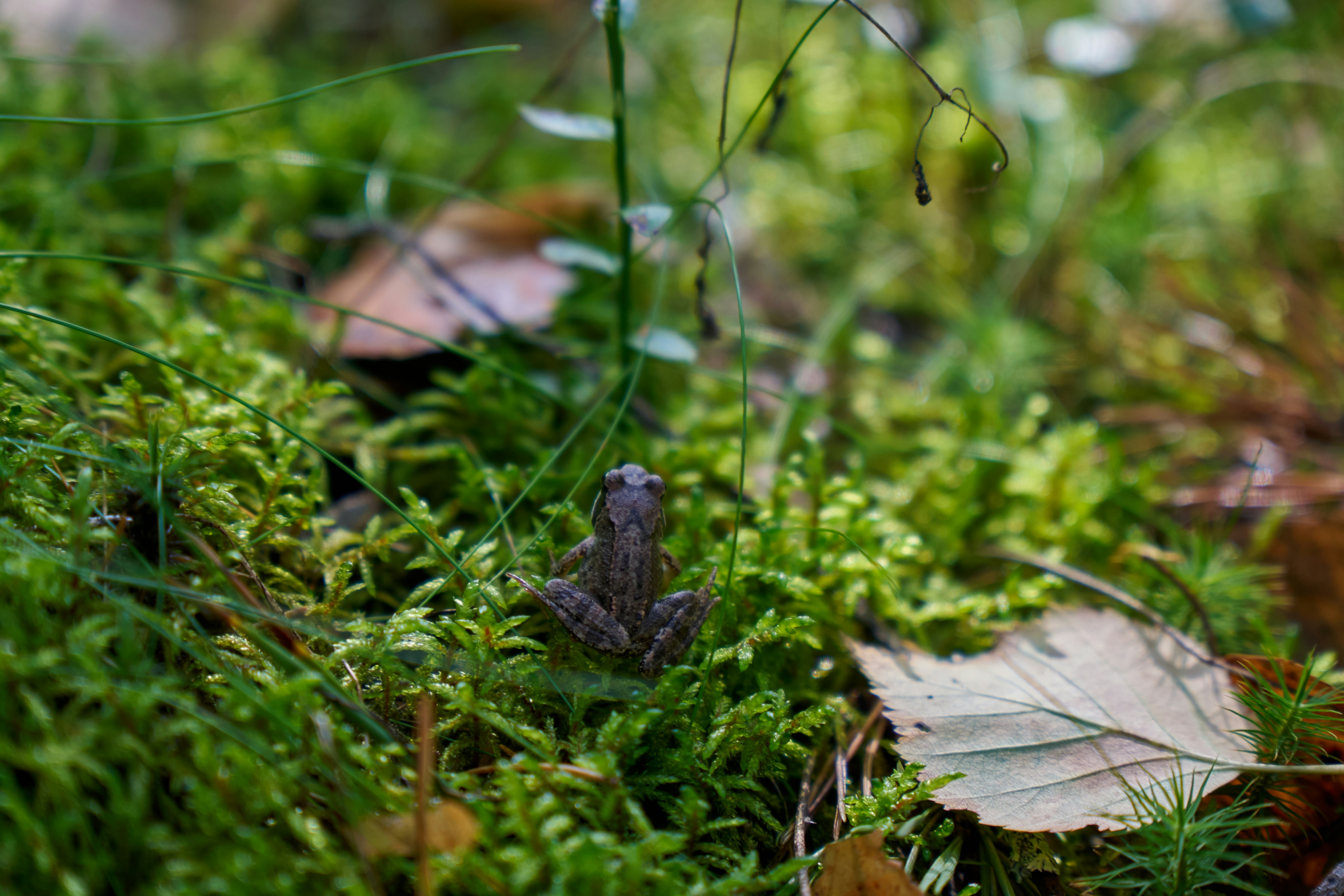 Photo by lostillusion