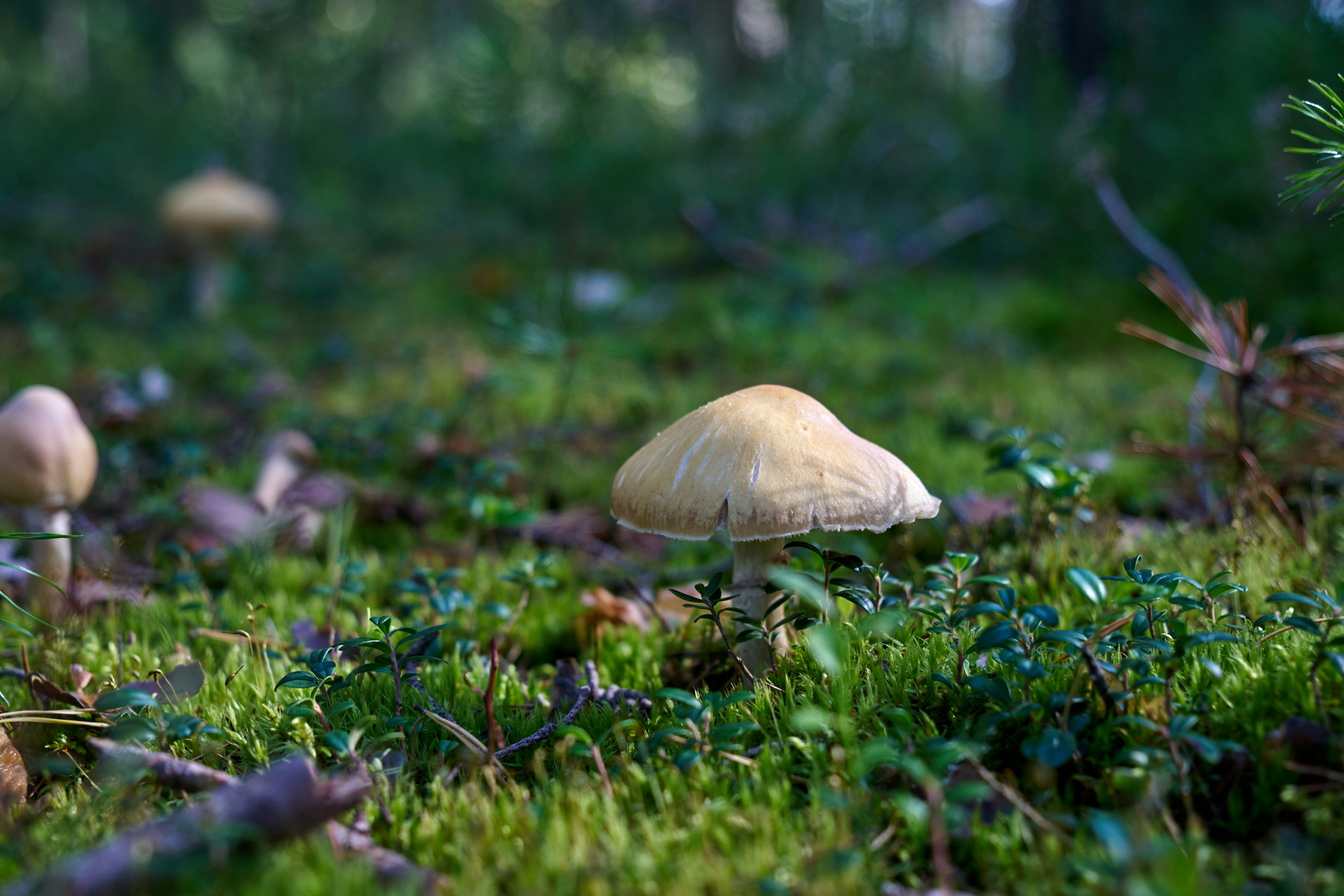 Photo by lostillusion