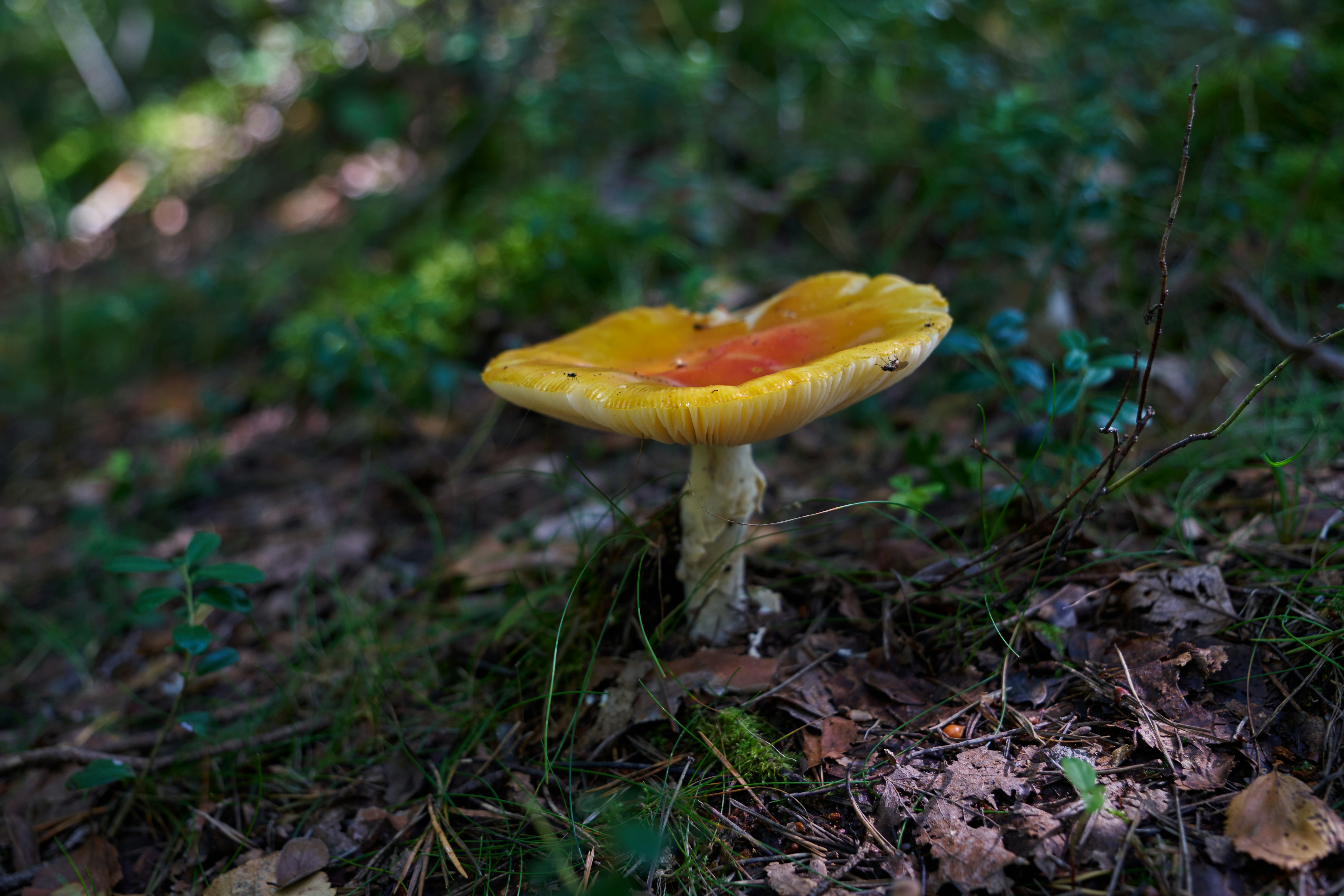 Photo by lostillusion