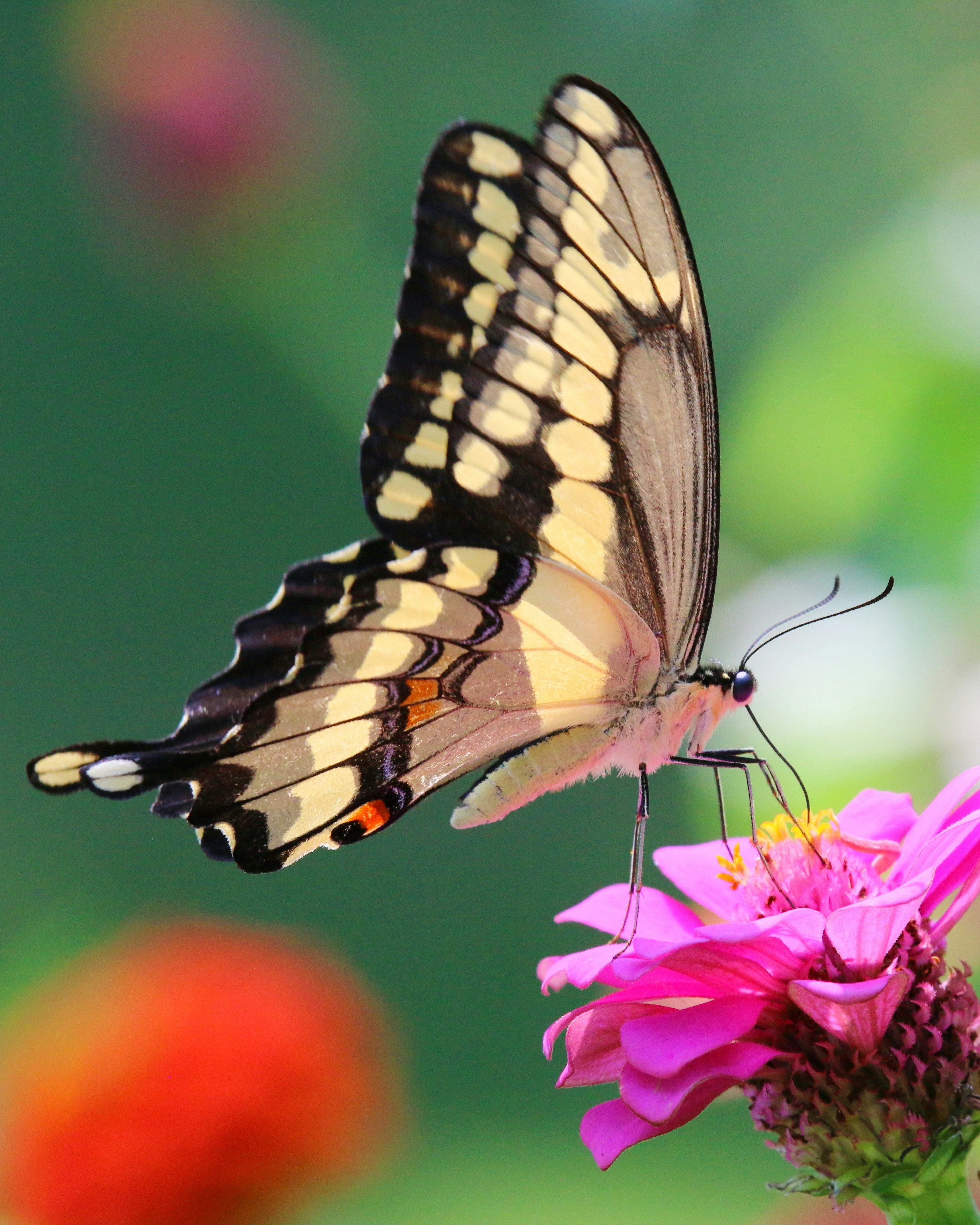 Photo by goldenplover31