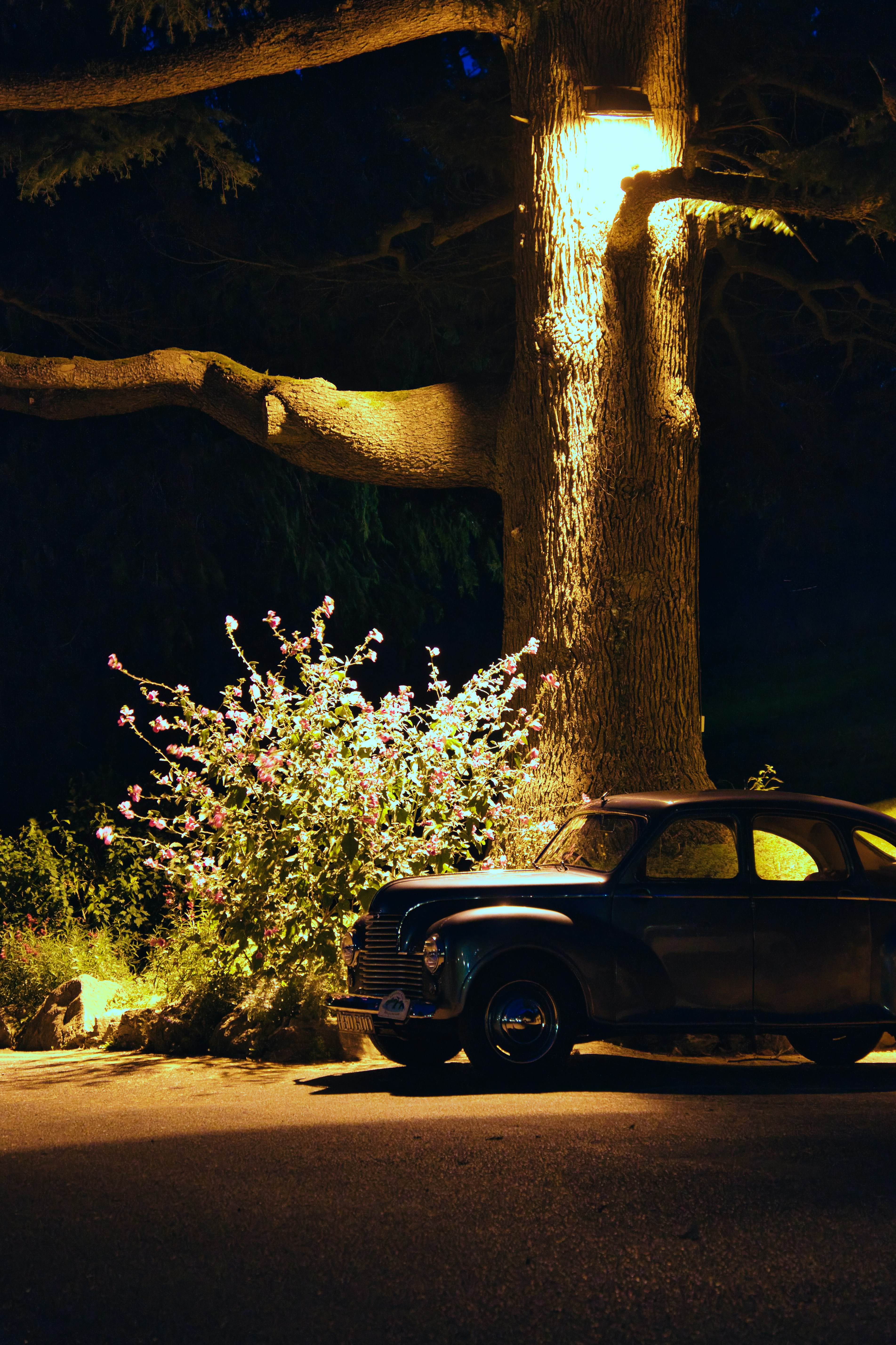 A car parked in front of a tree at night