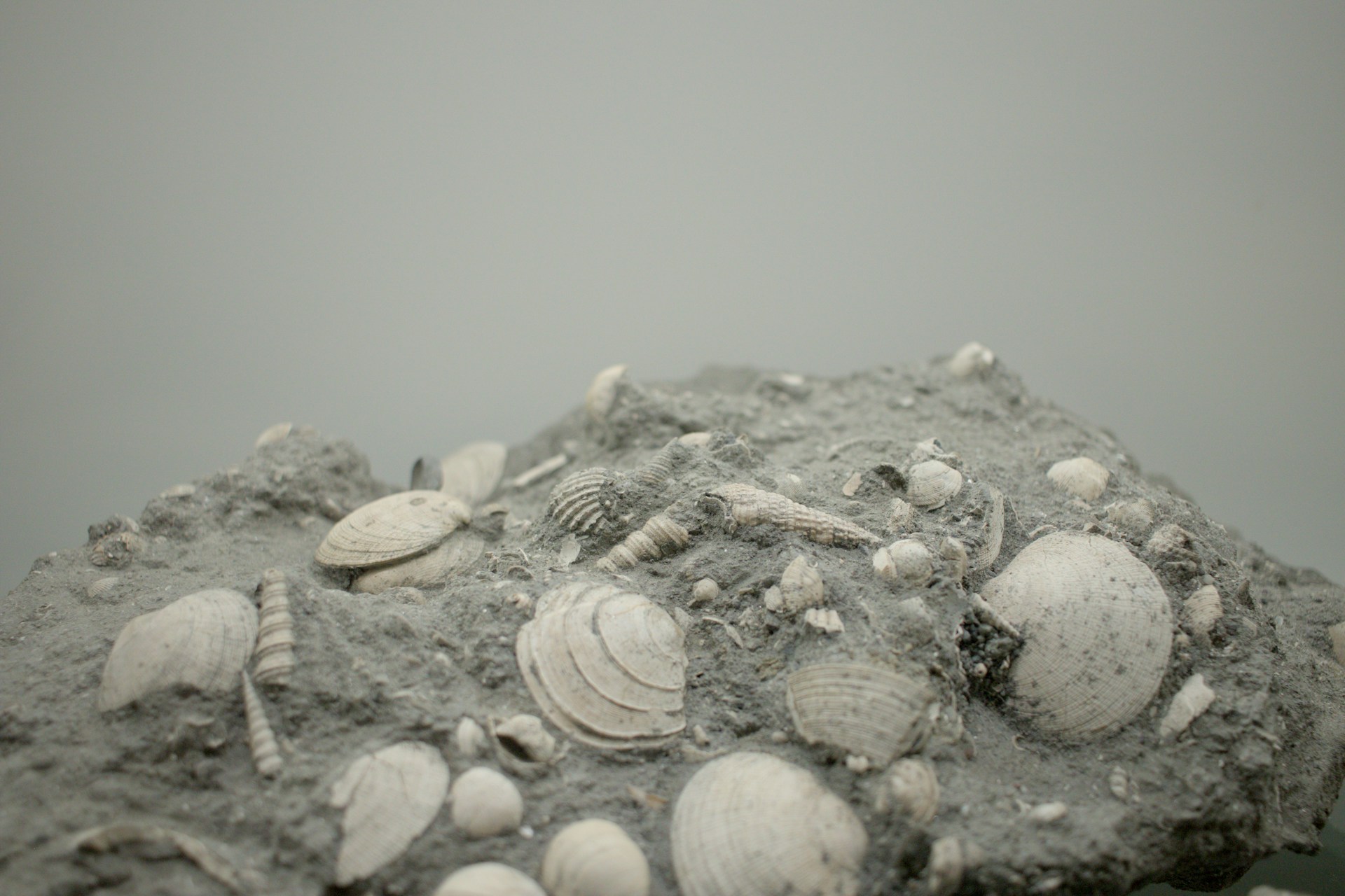 A rock covered in shells on a beach