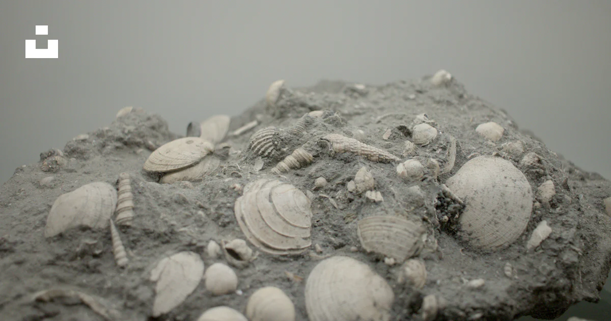 Shells Altering Rocks A rock covered in shells on a beach photo – Free Fossil Image on Unsplash