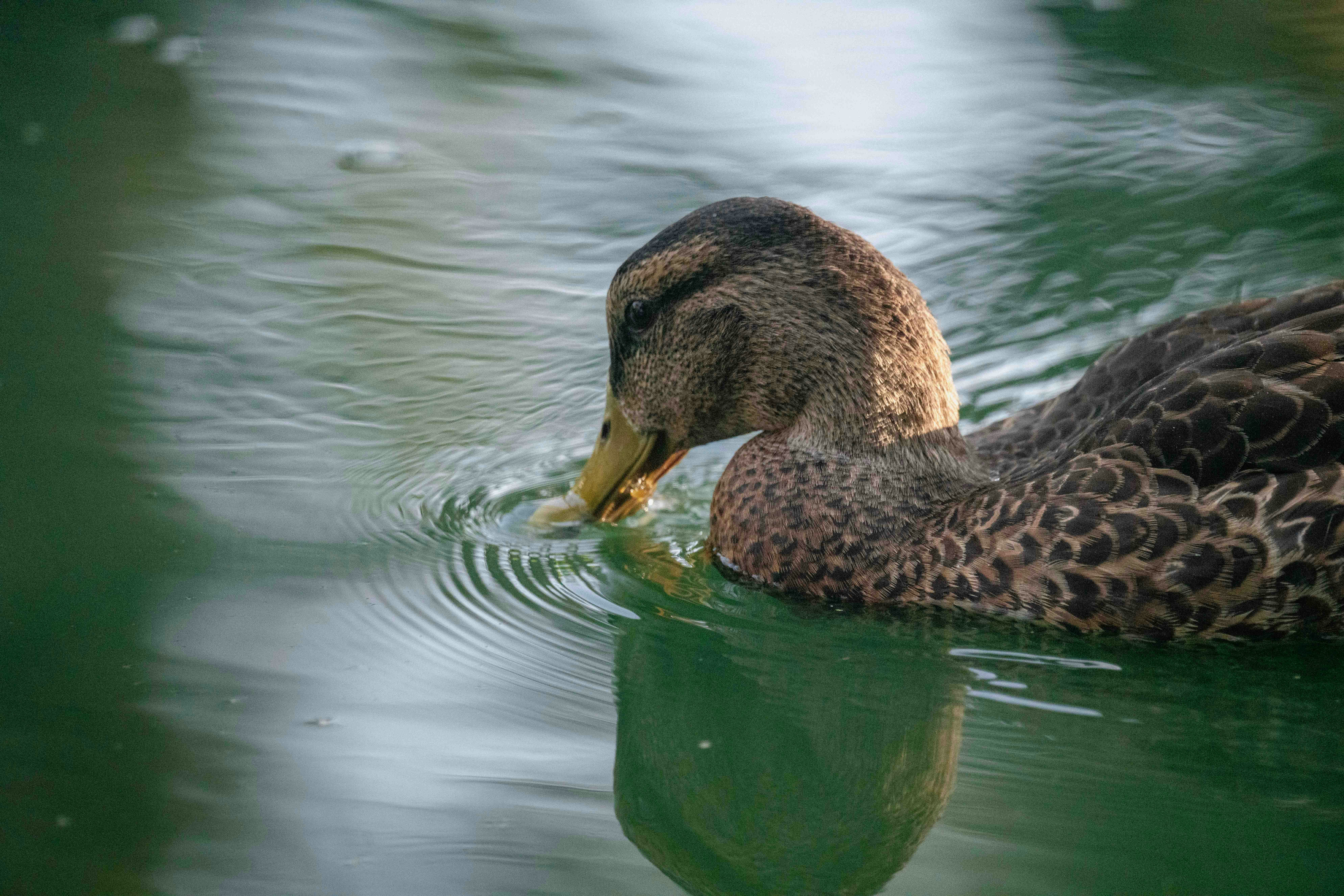 水面あひる　 水面の上を泳ぐアヒルの写真 – Unsplashの動物の無料画像