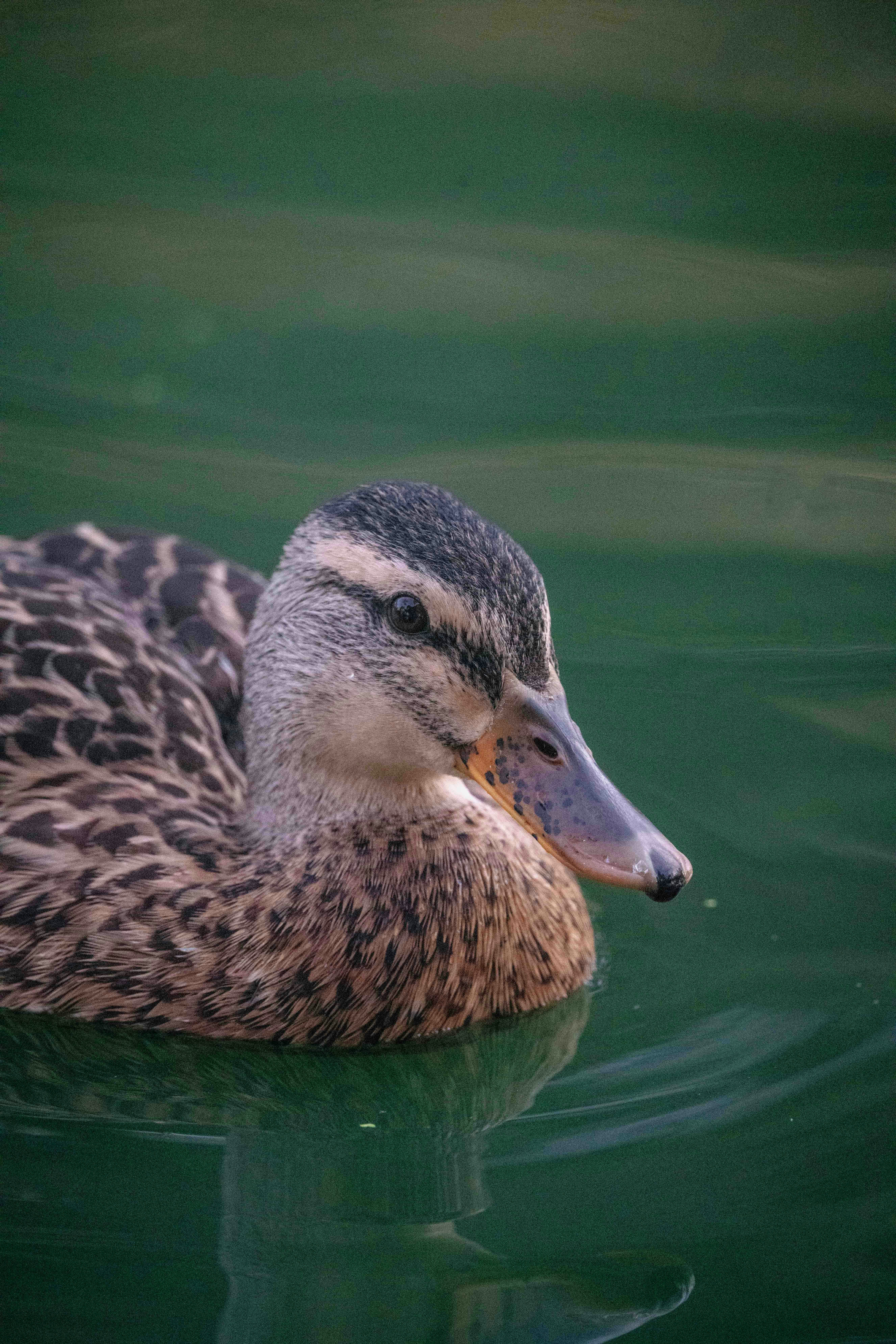 Photo by dzngriffin