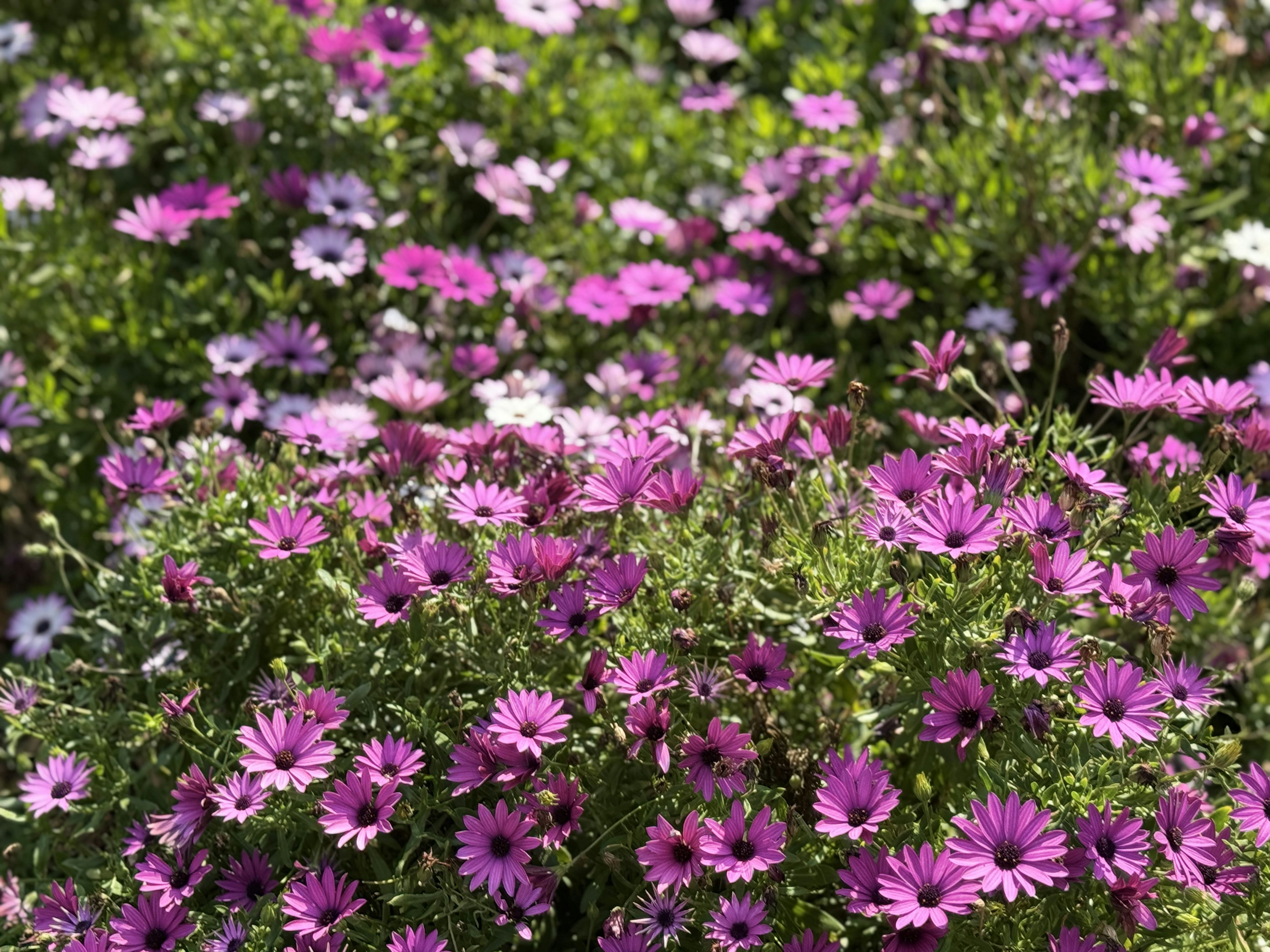 Photo by henricklein