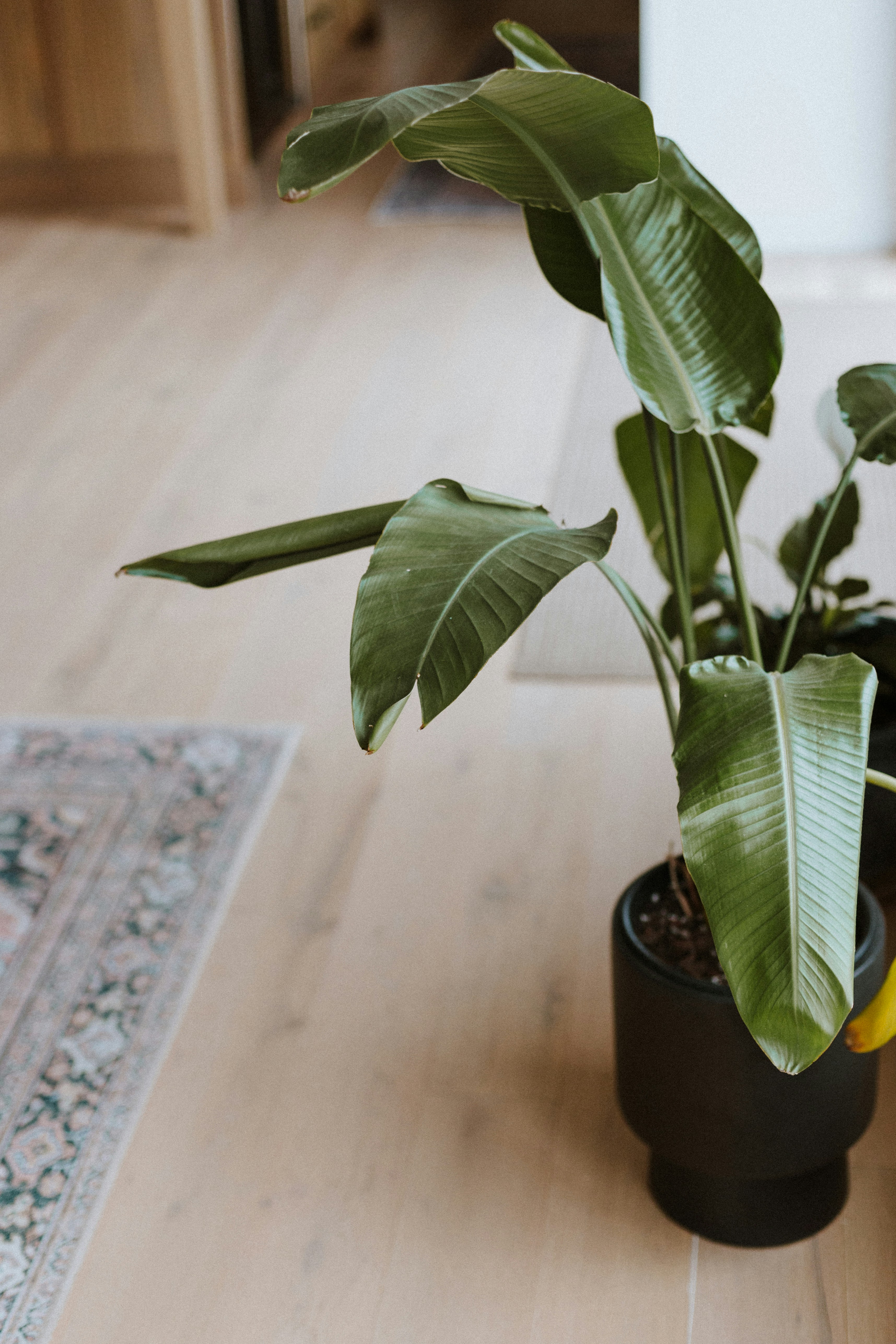 Photo by priscilladupreez