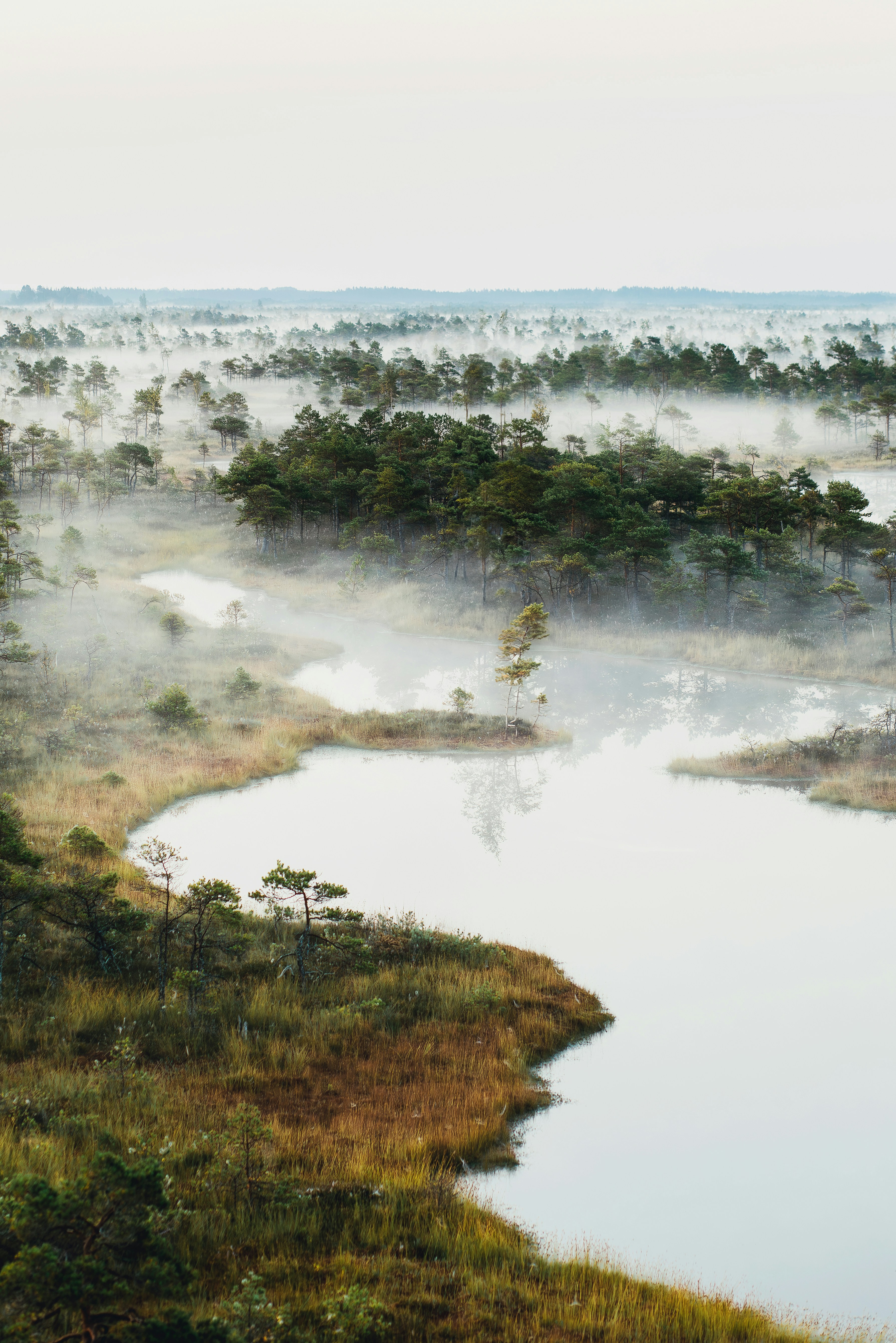 Um corpo de água cercado por árvores e neblina