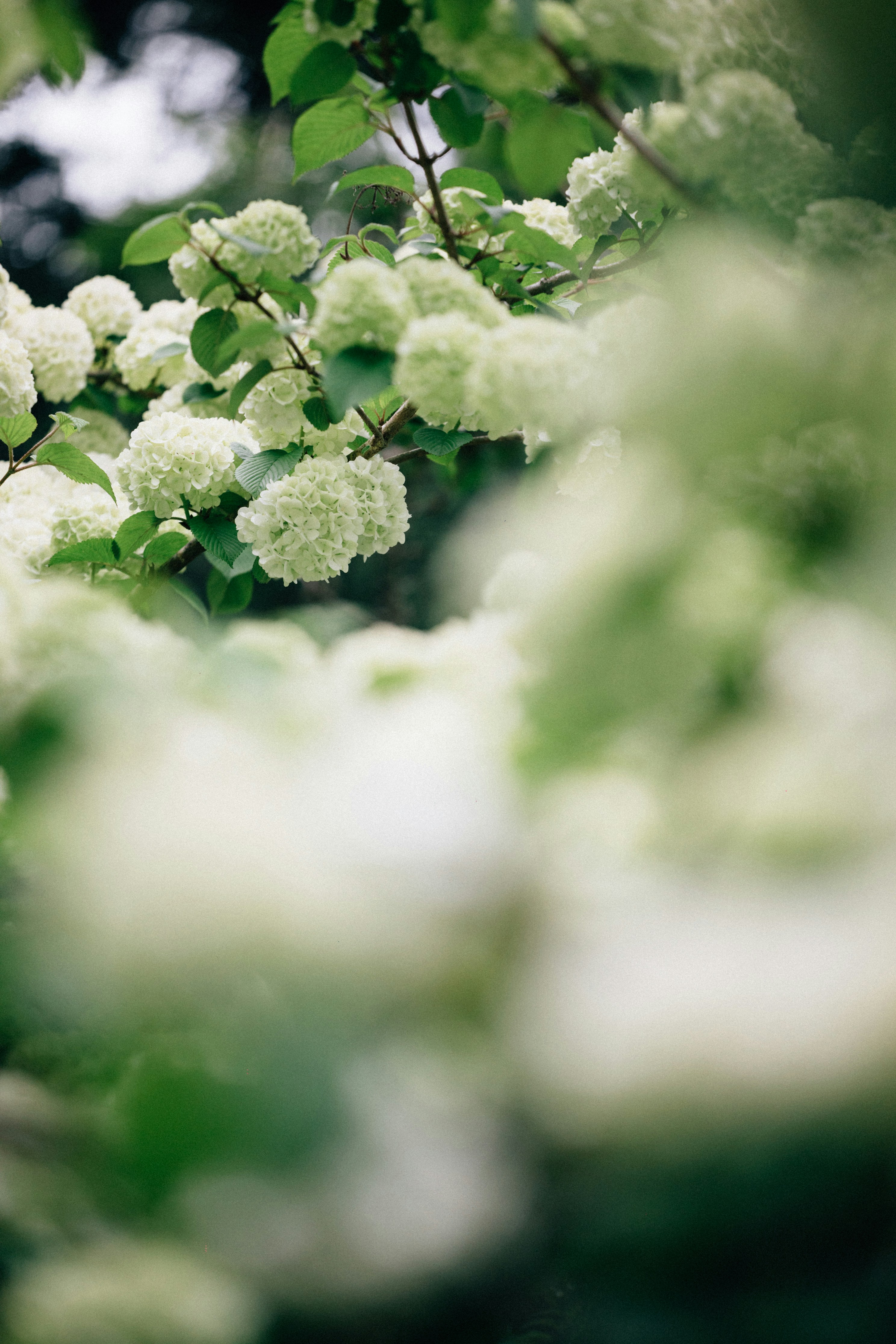 Photo by tsuyoshikozu