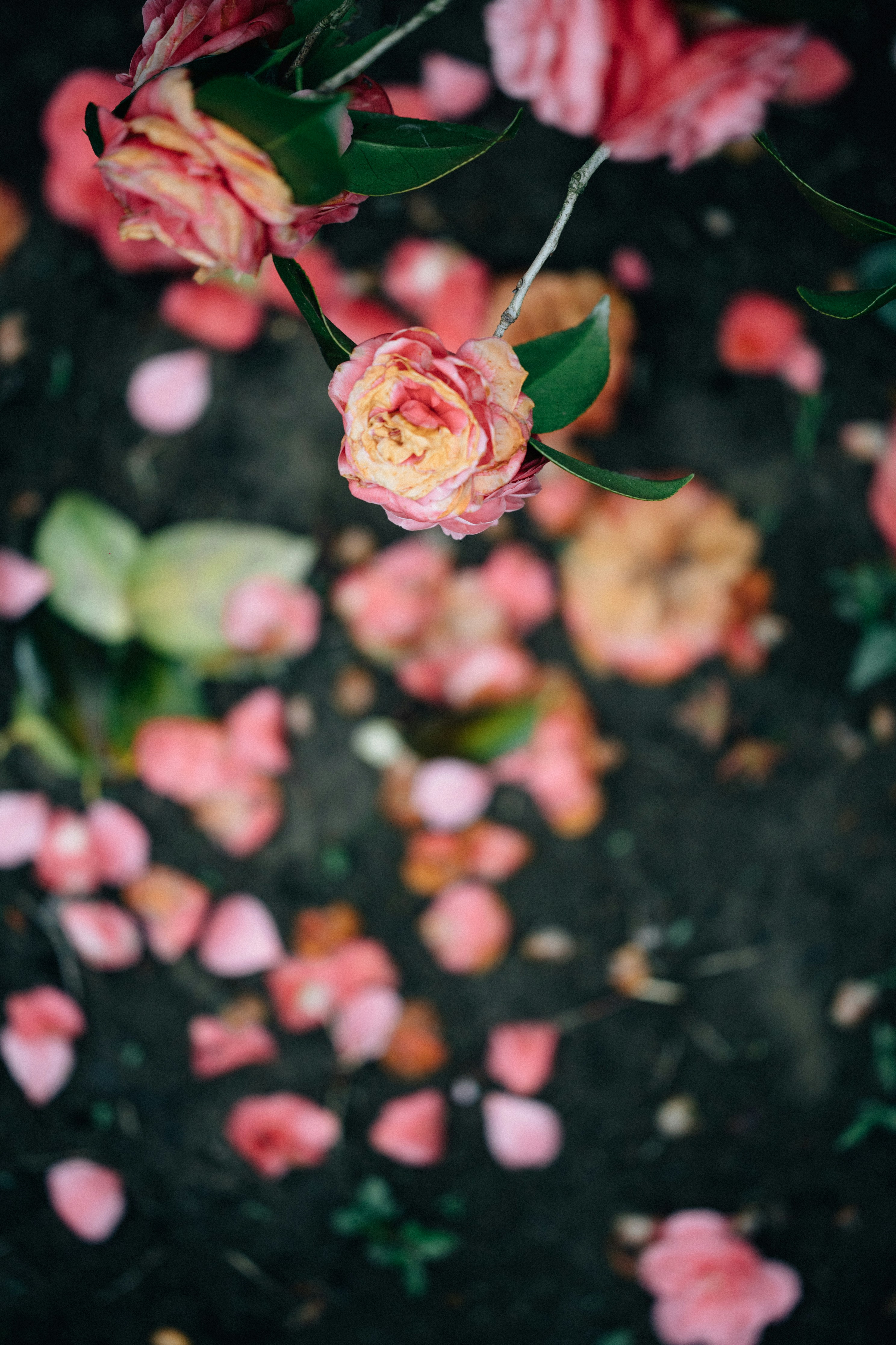 Photo by tsuyoshikozu